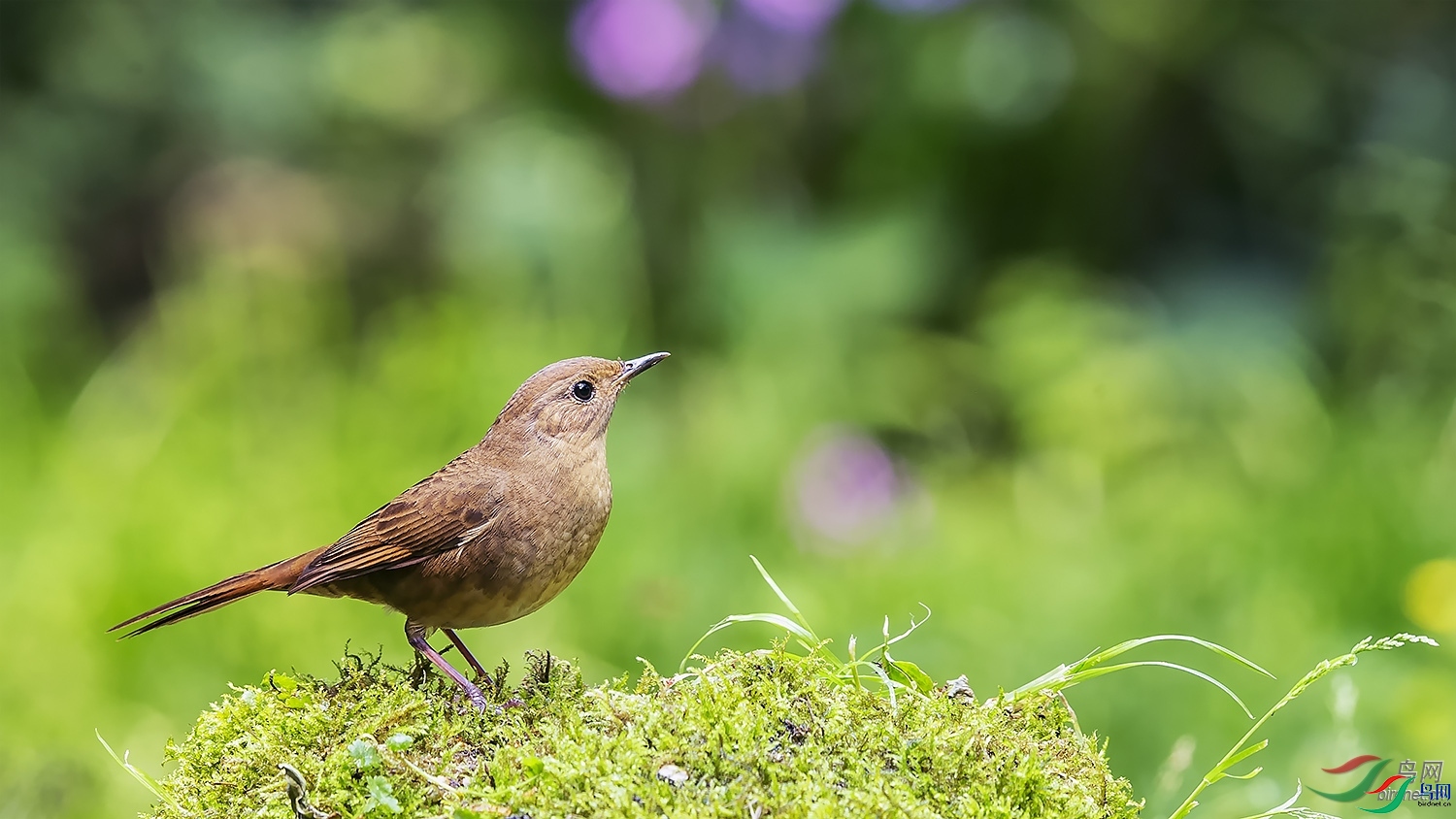 ��ͥ�Ų�YES ��ʦ�������Ĵ�ʡ�ɶ���.jpg