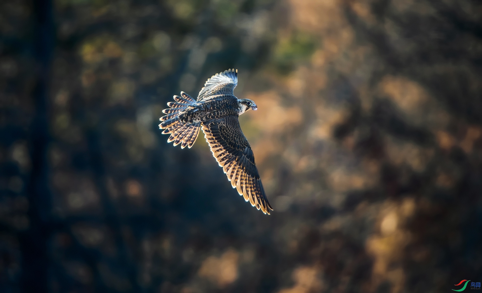 DSC_9294 (2).jpg