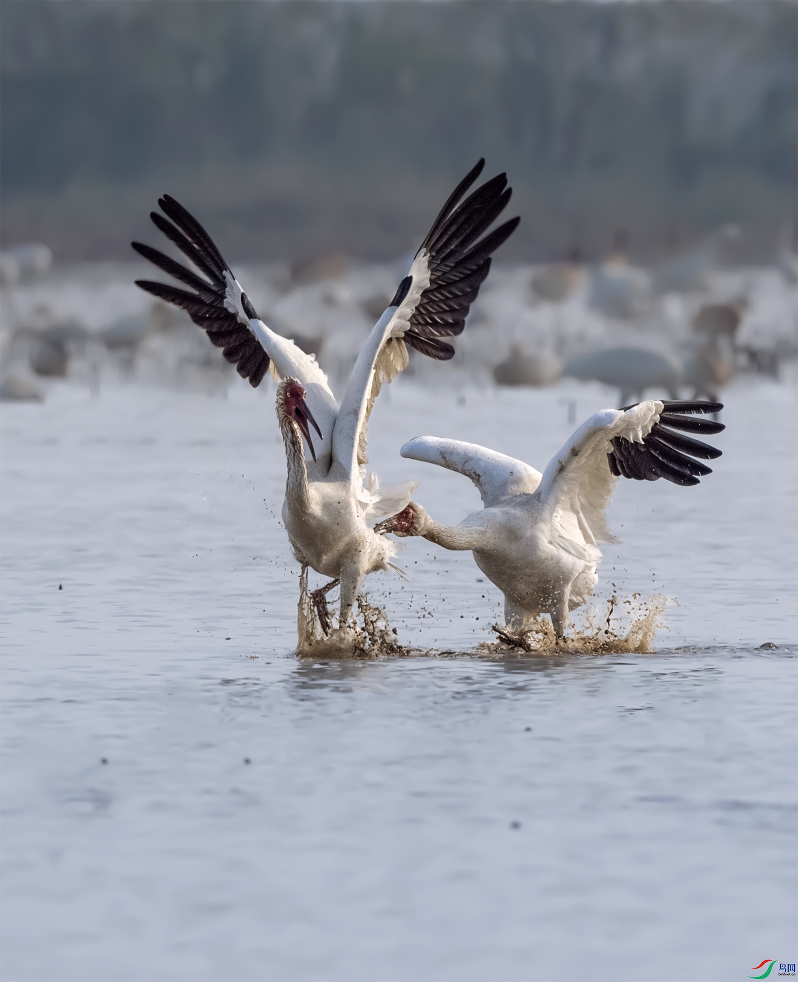 DSC_1417.jpg