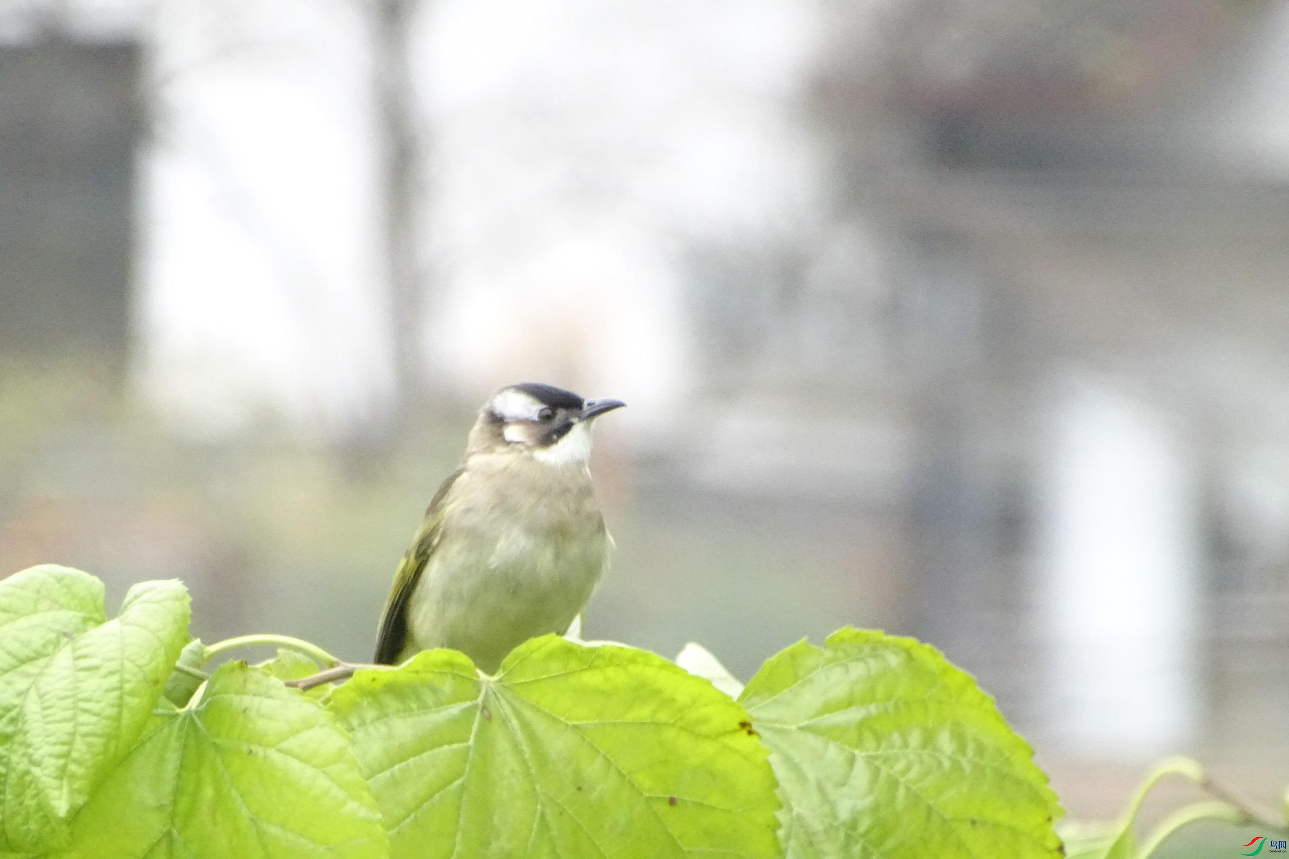 DSC08919_���ٿ�ͼ.jpg