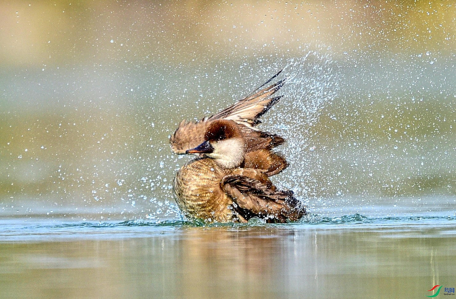 DSC_0172_conew1.jpg