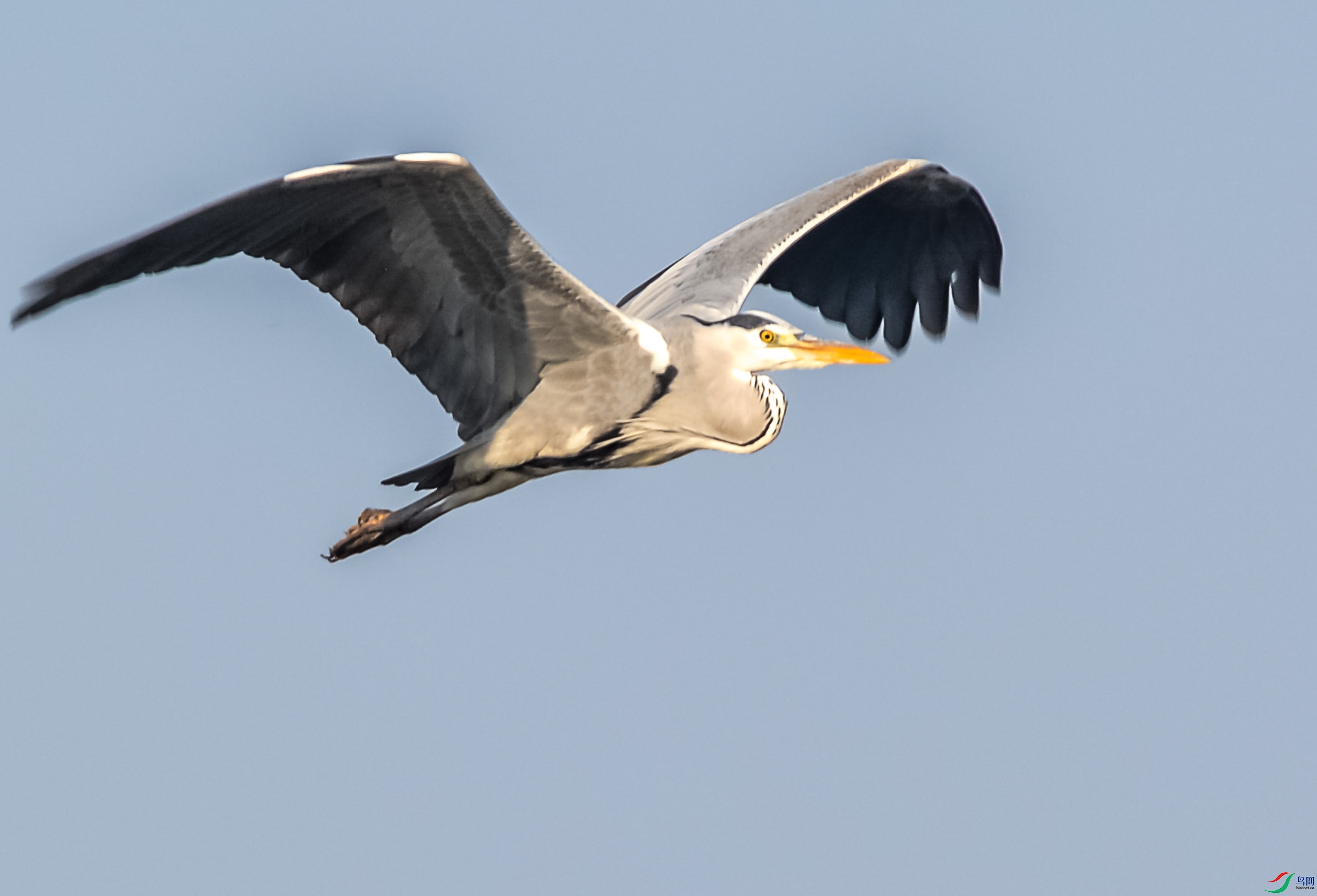 DSC_7785.jpg