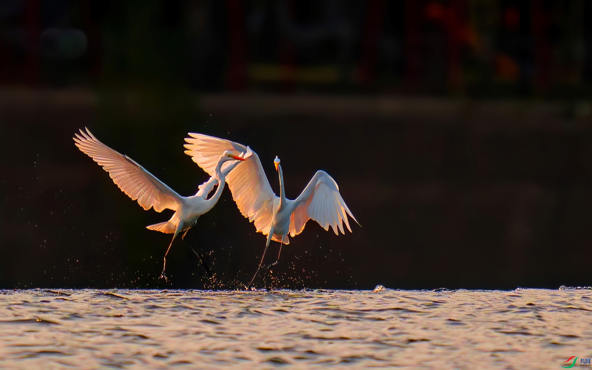 DSC04654-denoise-denoise (1)-gigapixel.jpg