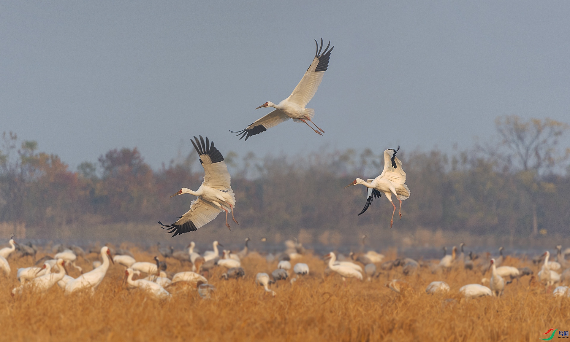 DSC_0204a.jpg