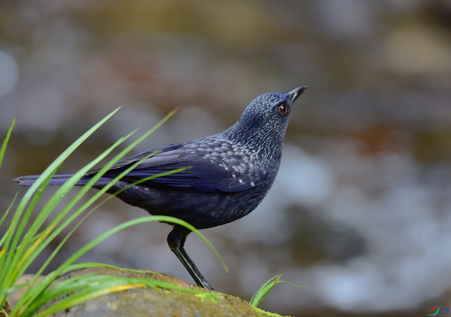 D8I_9013.jpg