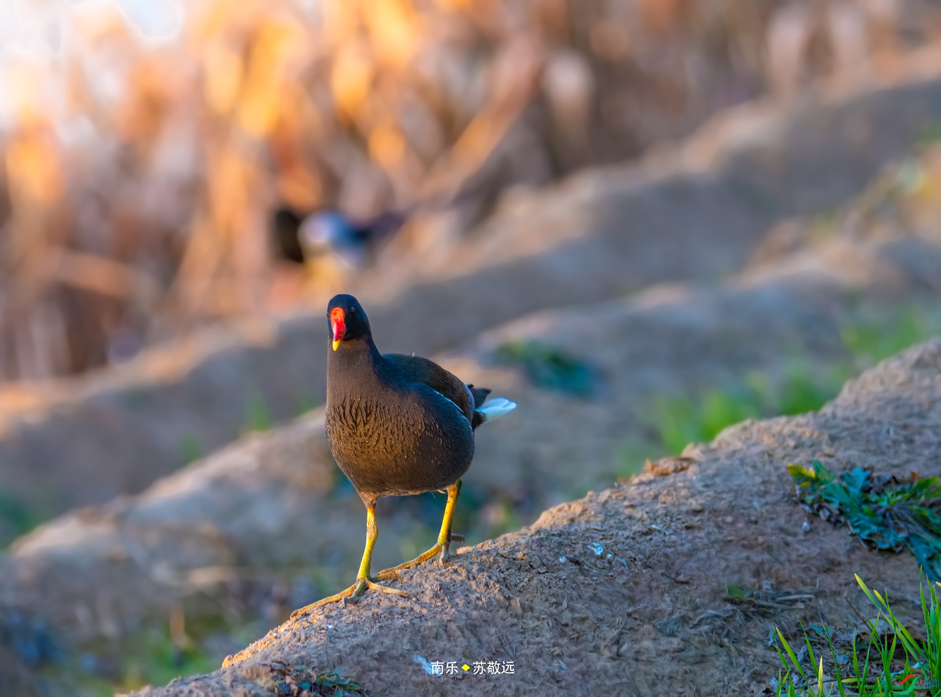 _DSC2352С.jpg