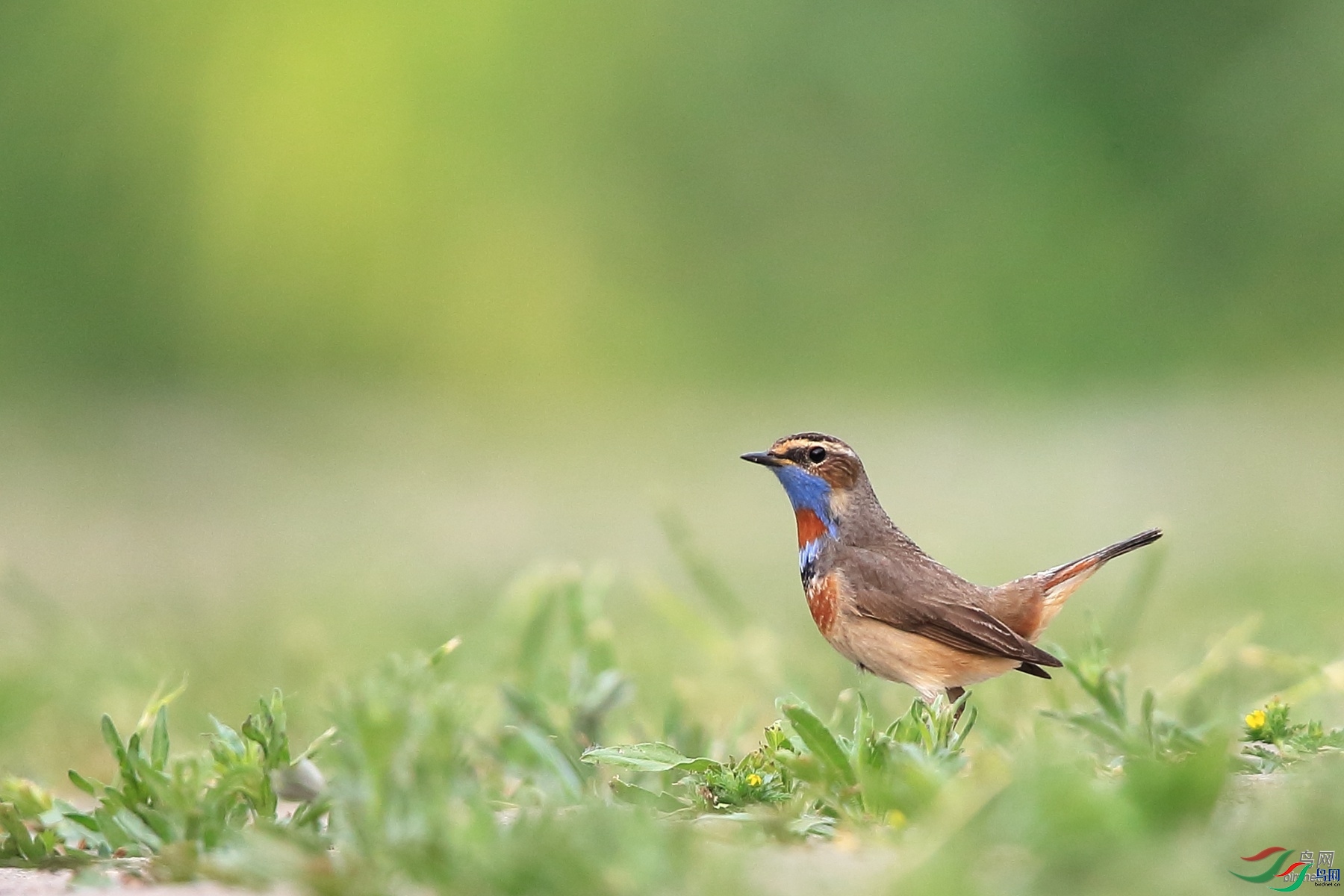 �����ɽ  ��ʦ�����ںӱ�ʡʯ��ׯ��.jpg