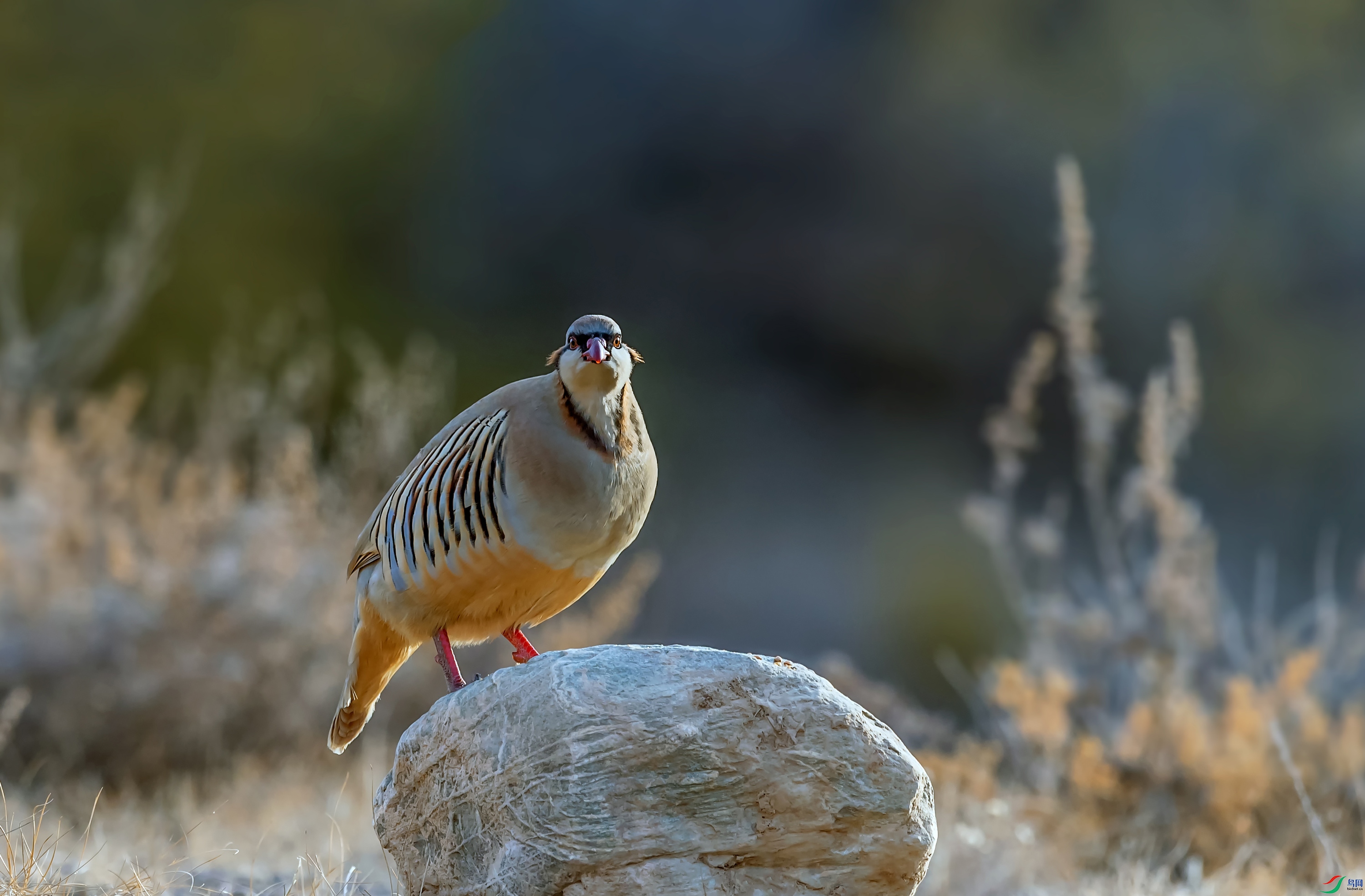 DSC_6512_��ͼ��.jpg