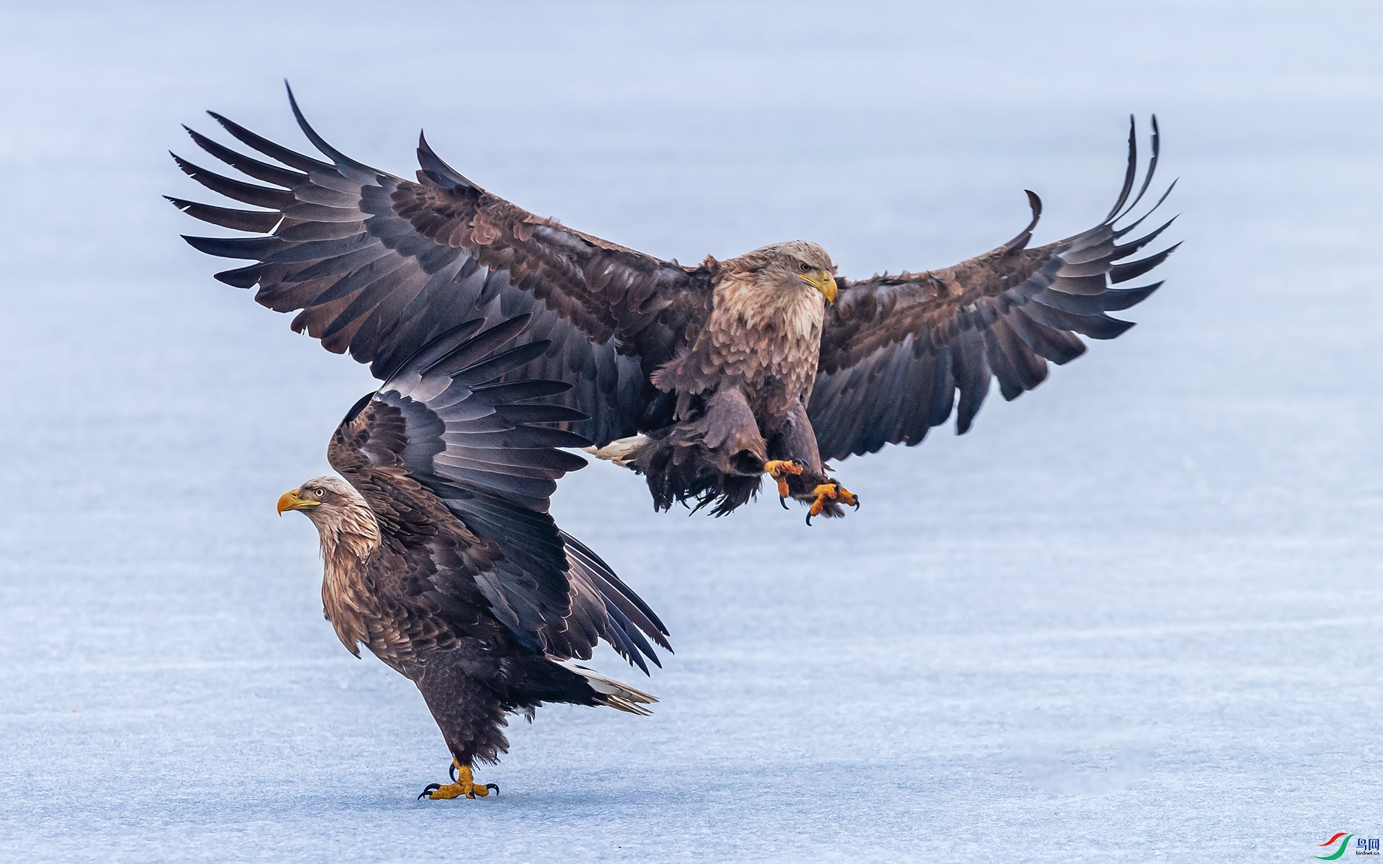 ��β����