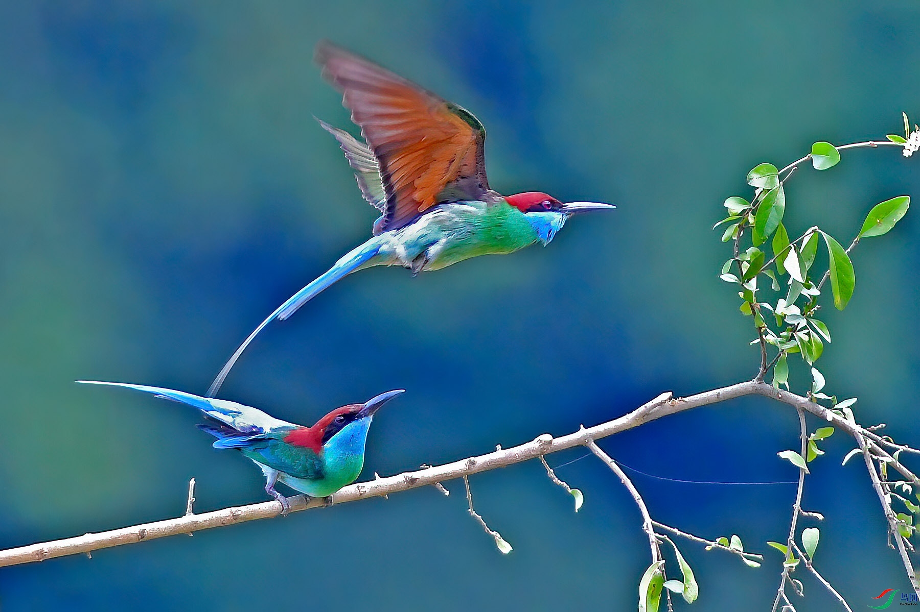DSC_7079qq.jpg
