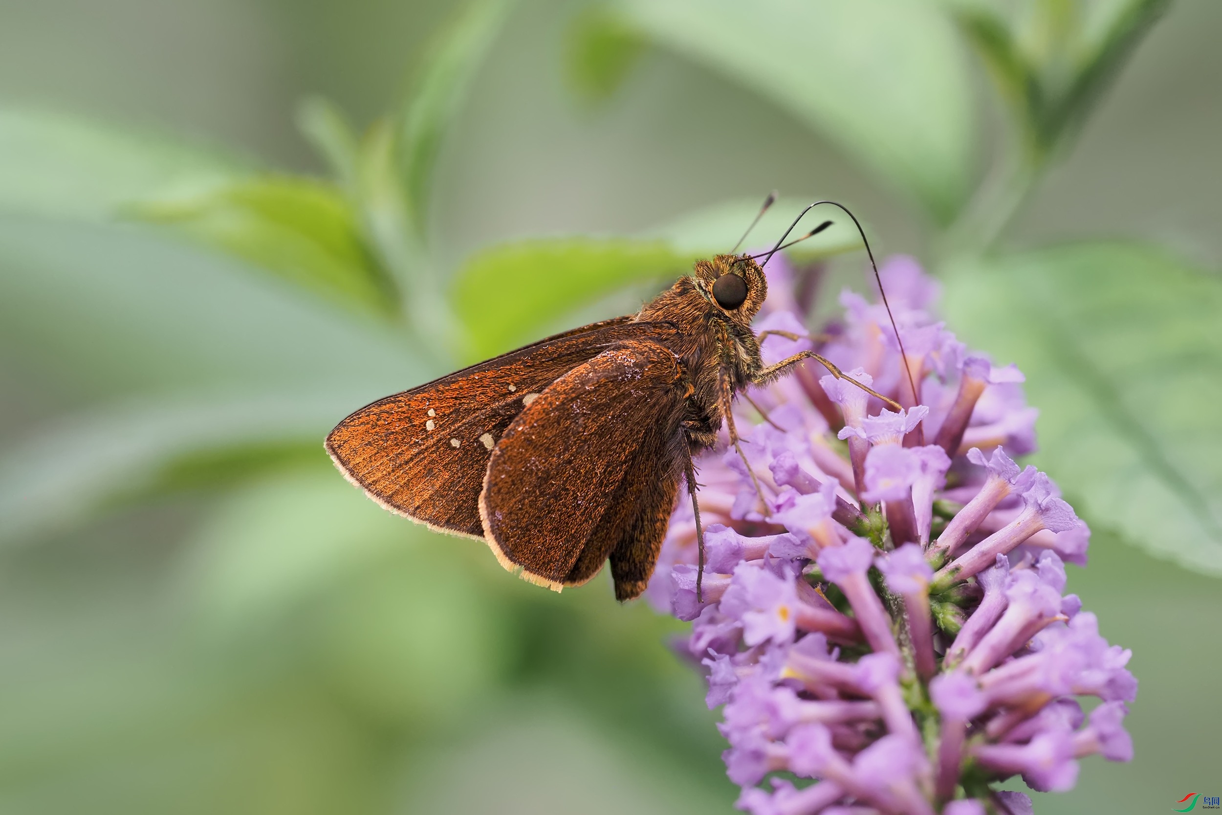 P9292846-1.jpg