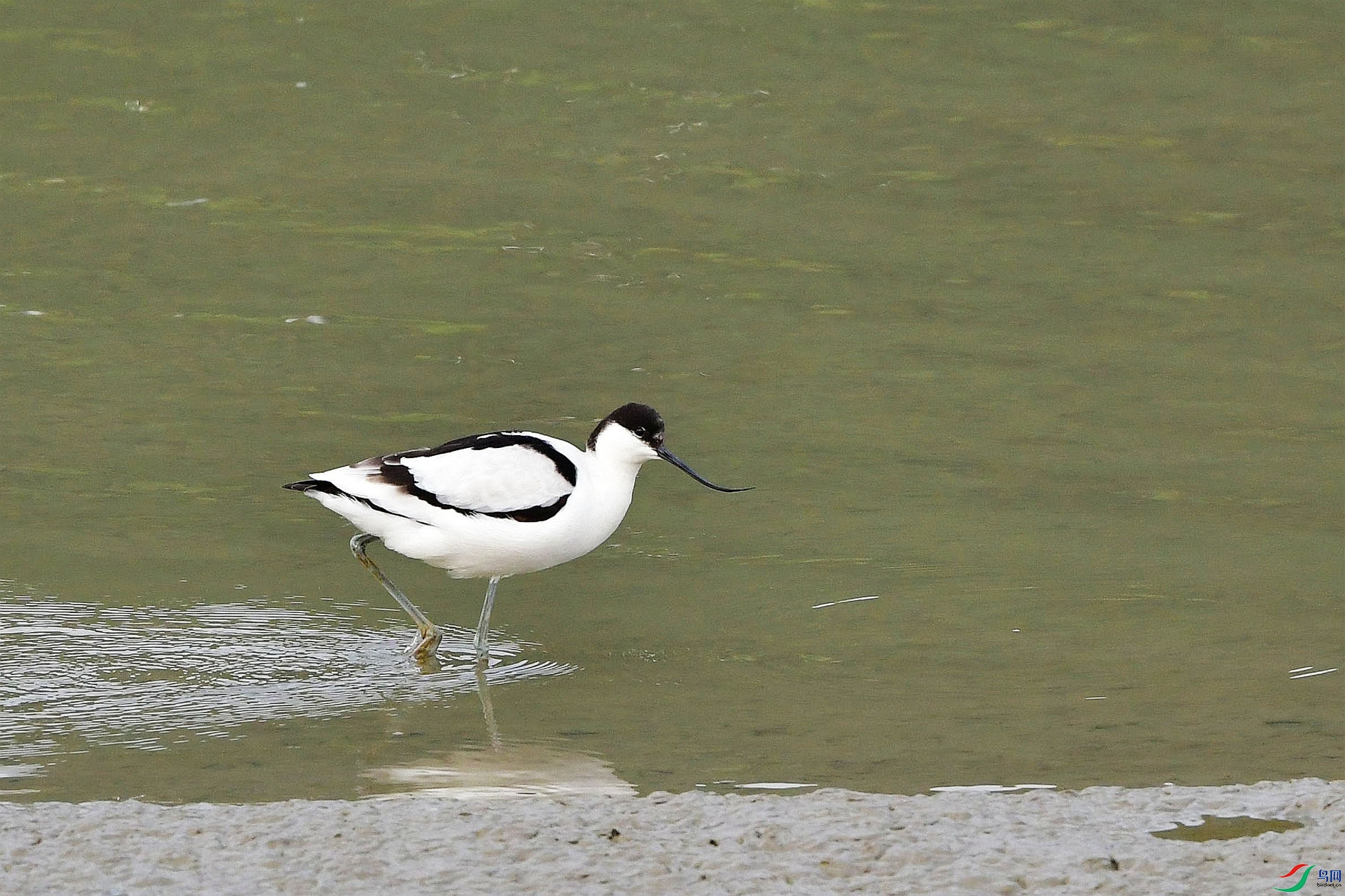 DSC_9263_����.jpg
