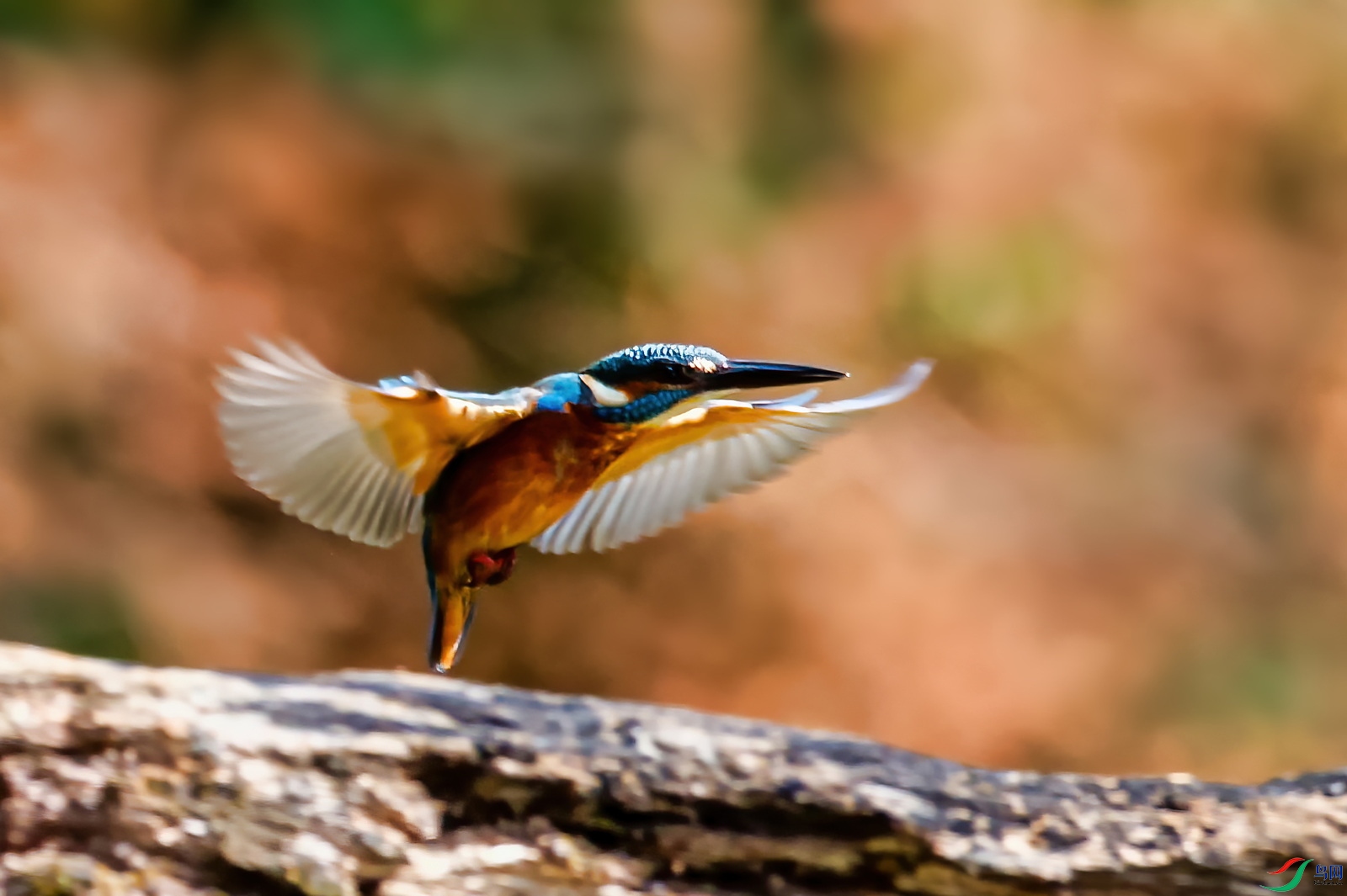 _DSC30154.jpg