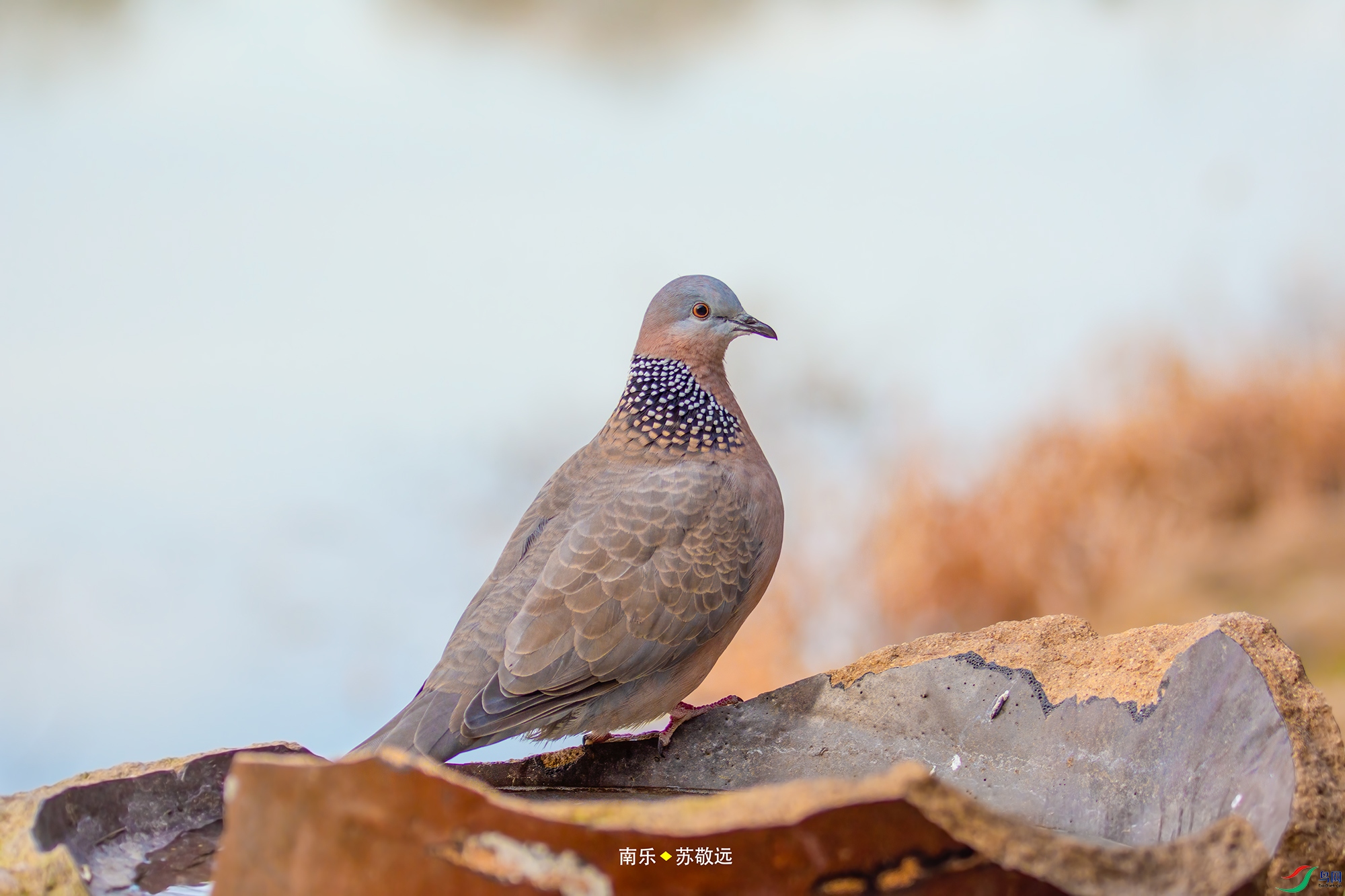_DSC2432С.jpg