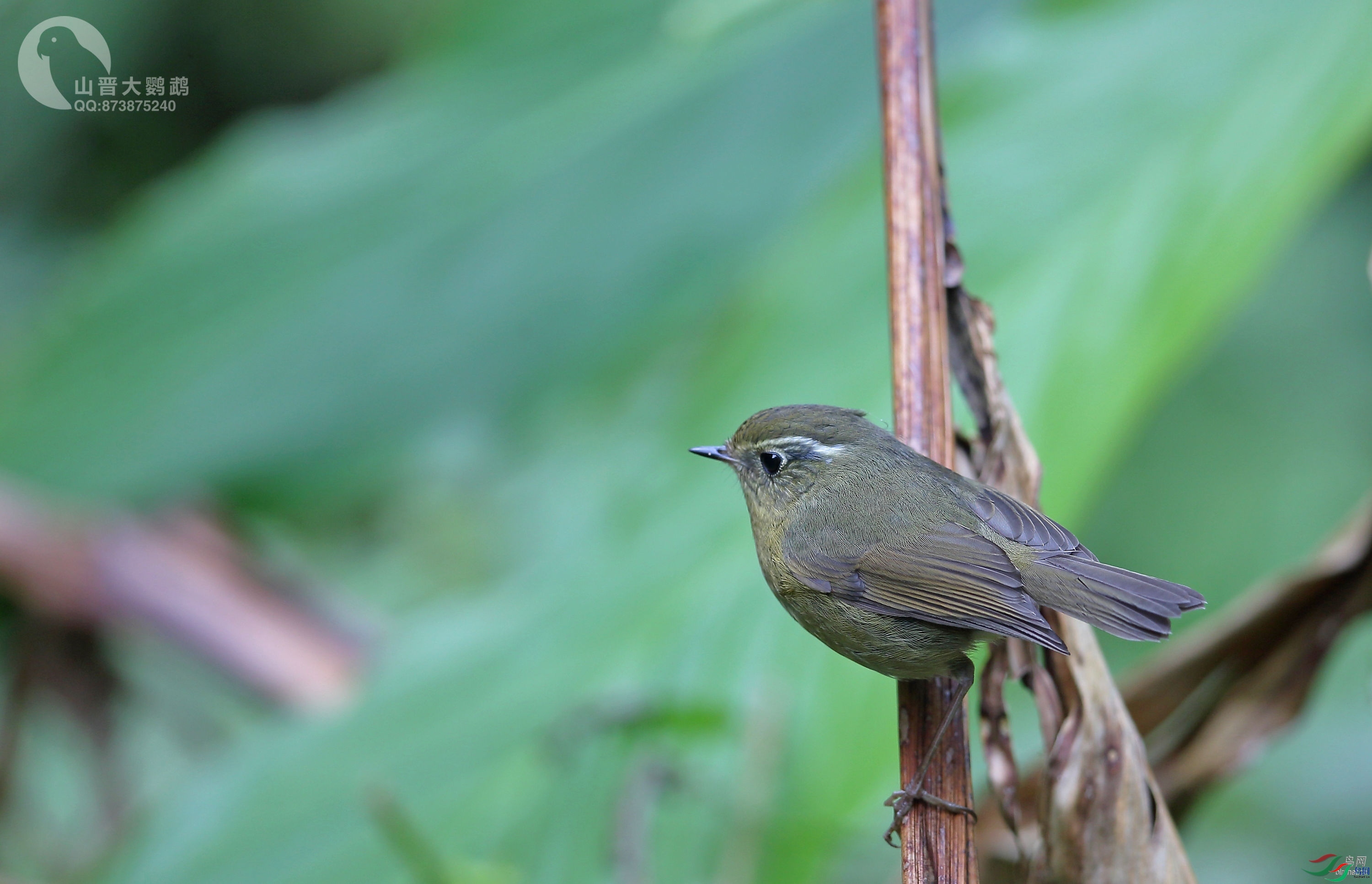 ɽ��������  ��ʦ����������ʡ��ɽ��.jpg