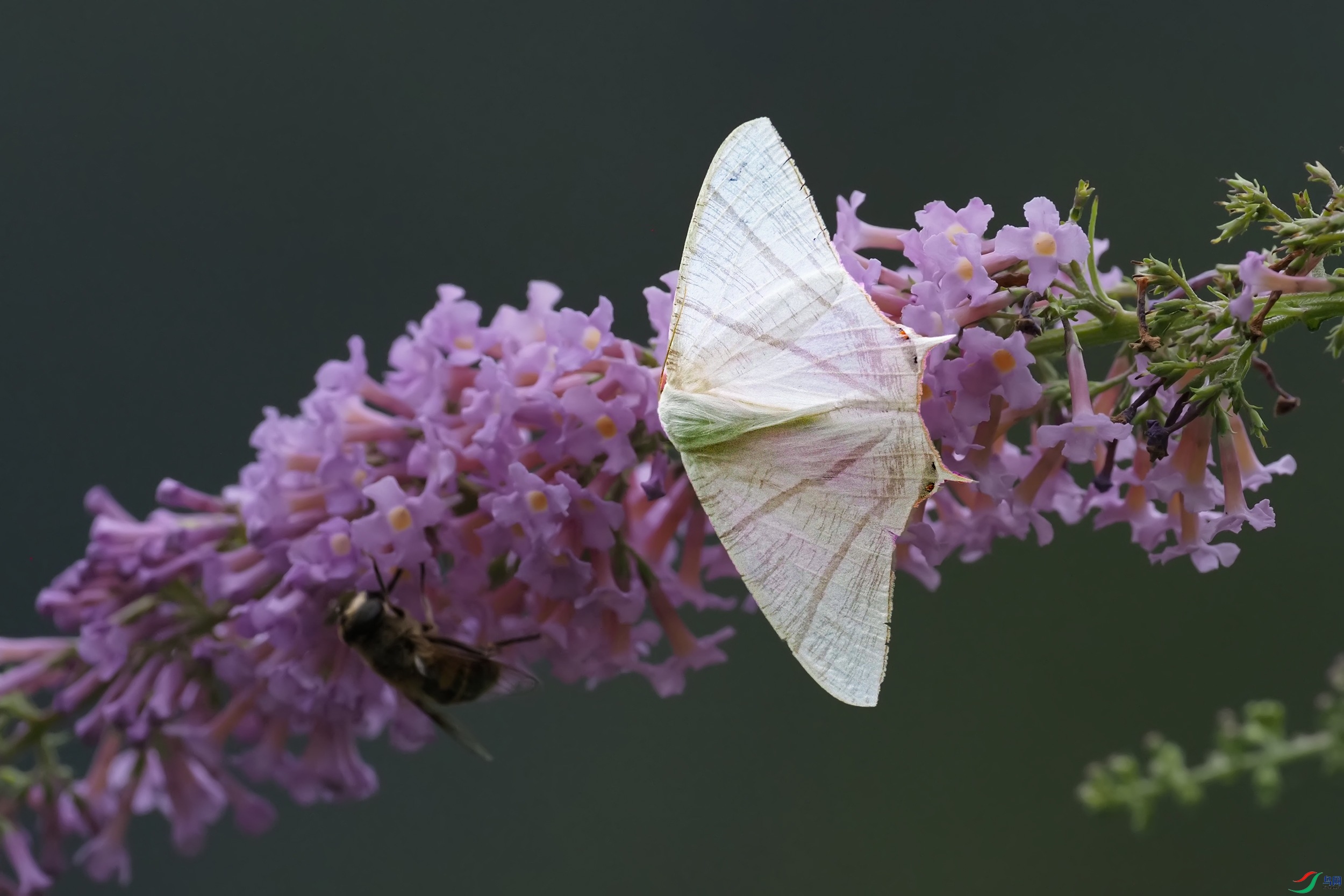 P9294133-1.jpg