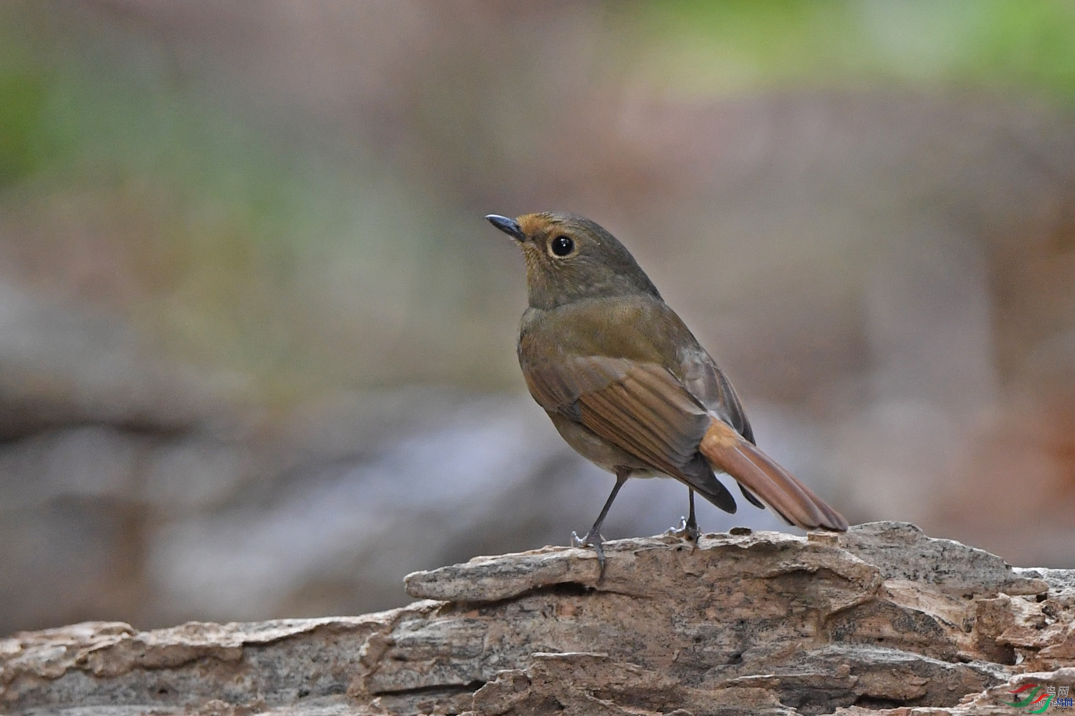 ����ӭ��  ��ʦ����������ʡ��ɽ��2.jpg