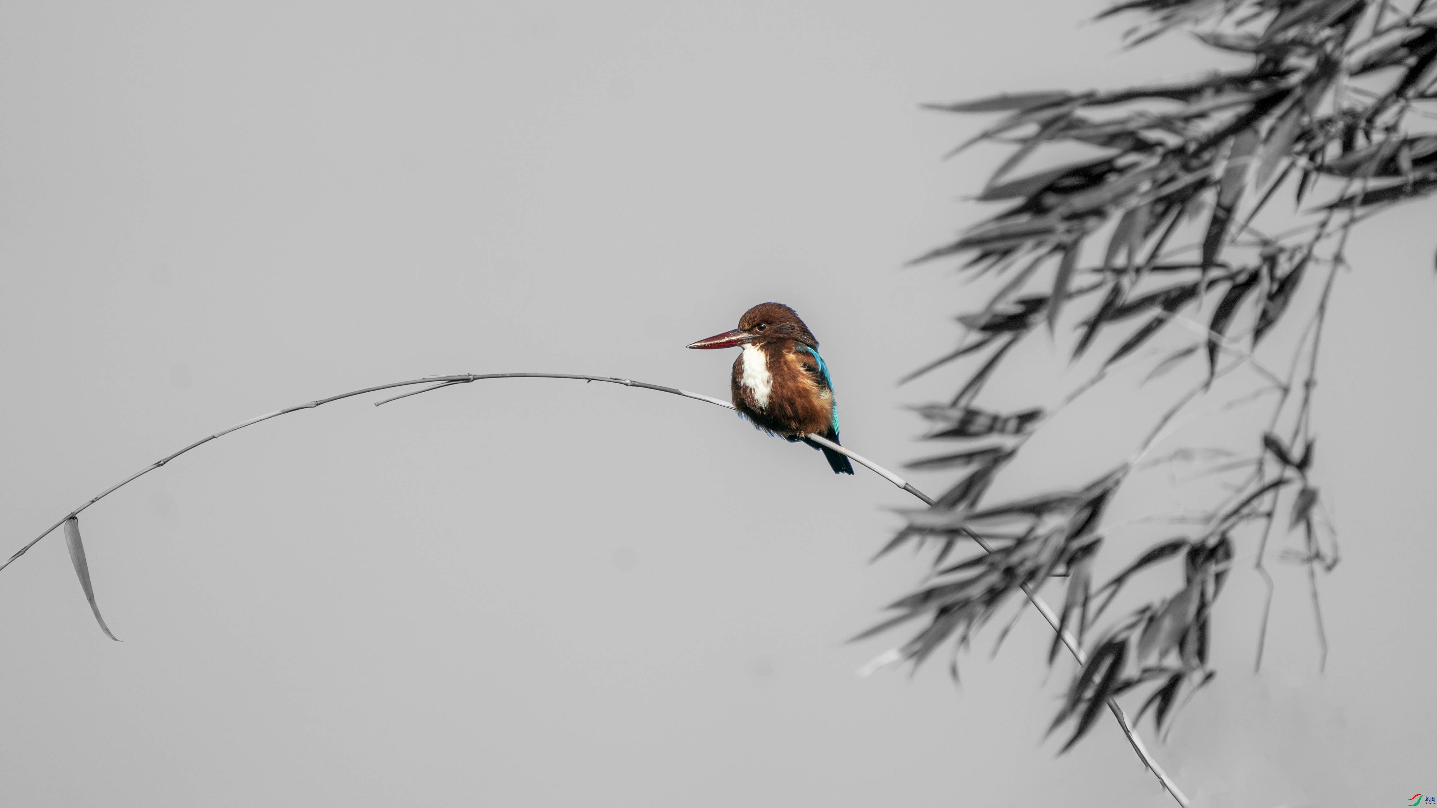 ZZX06786 ����.jpg