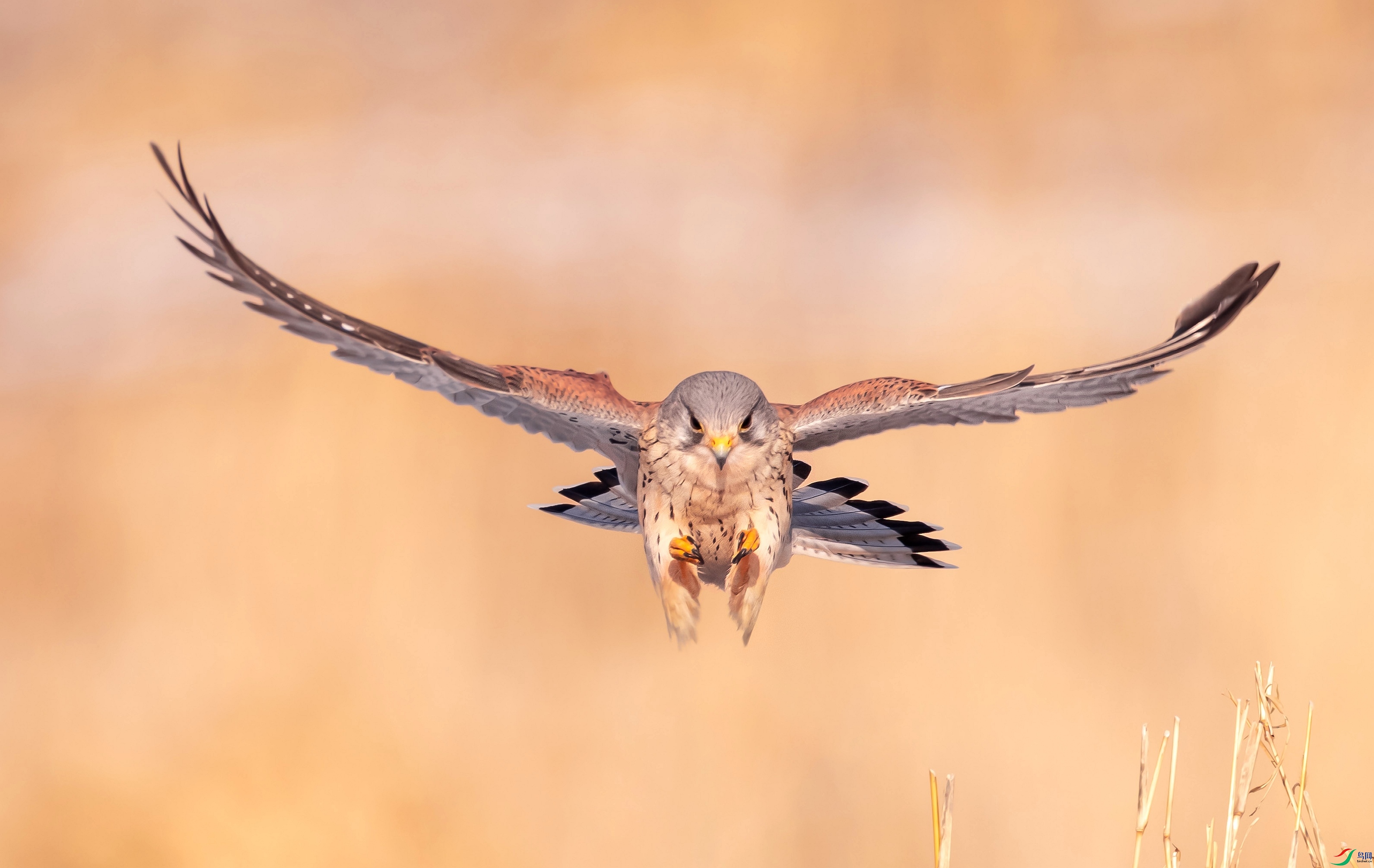 ��׼����