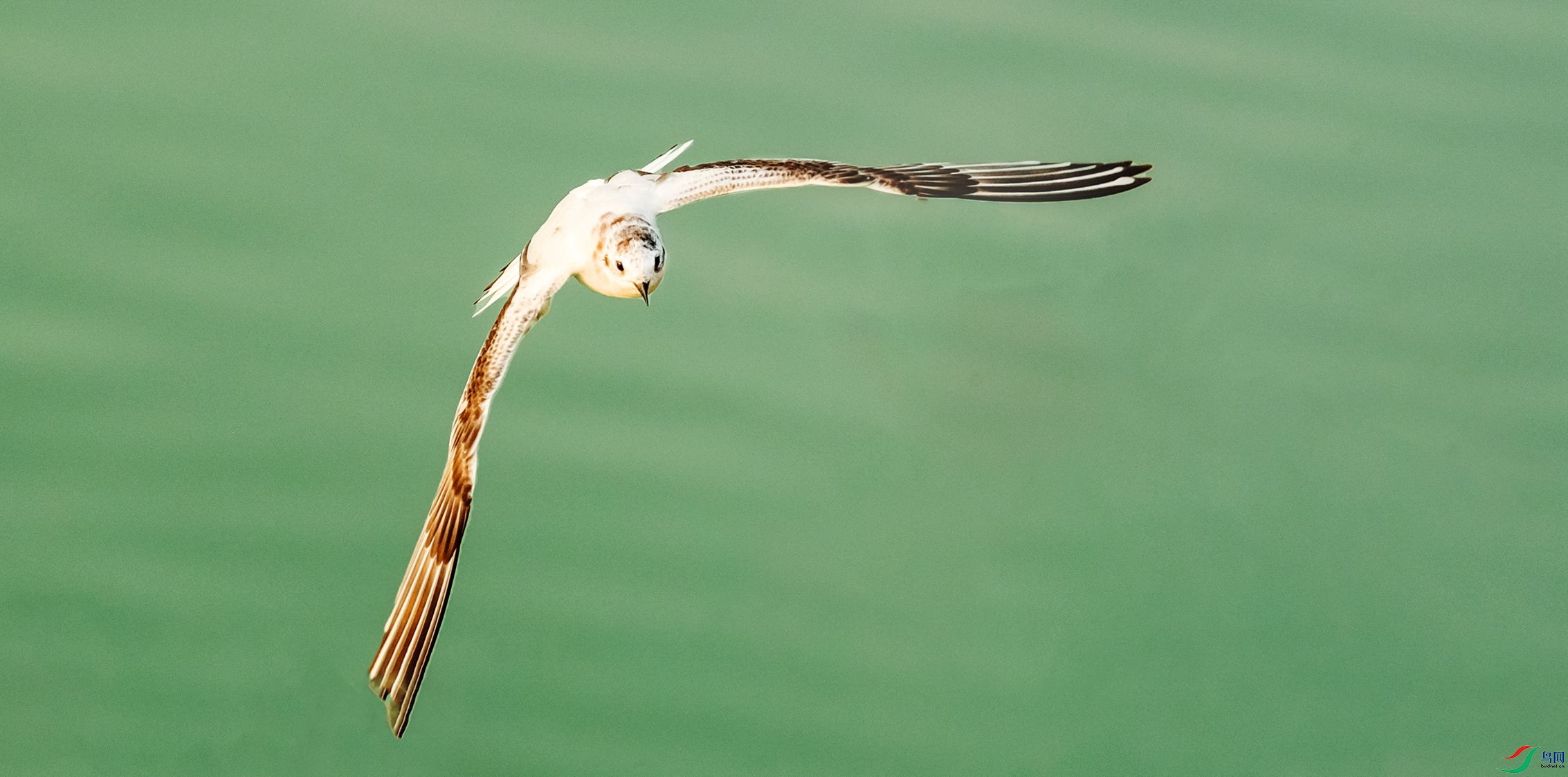 ���ɷ���D�D�DСŸ