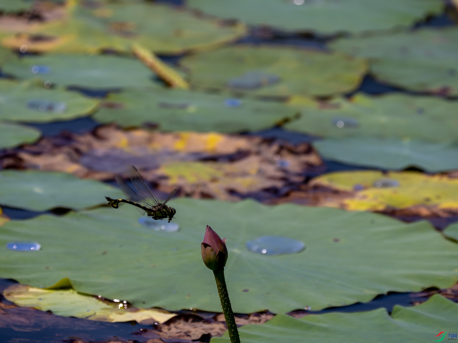 ���Ʊ������ں���