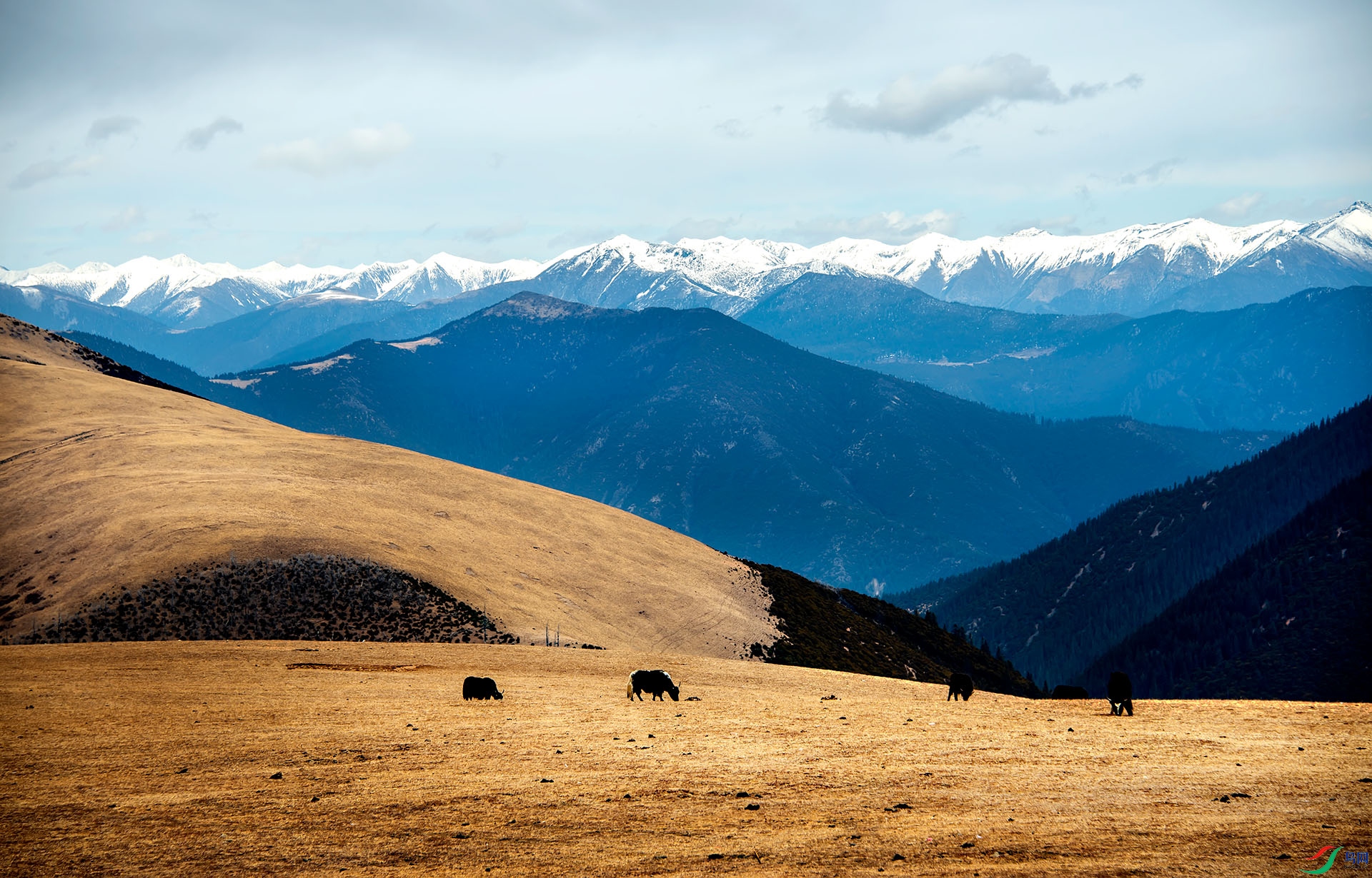 雪山野牦牛图片图片