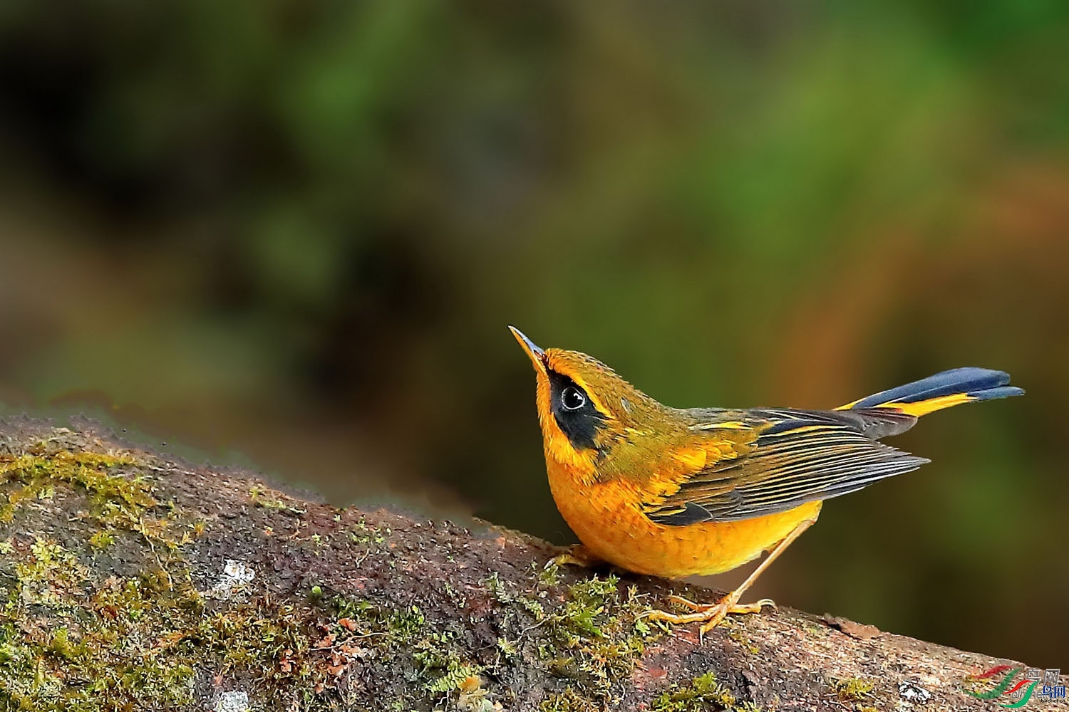 sca31510  ��ʦ���������ϰٻ���.jpg