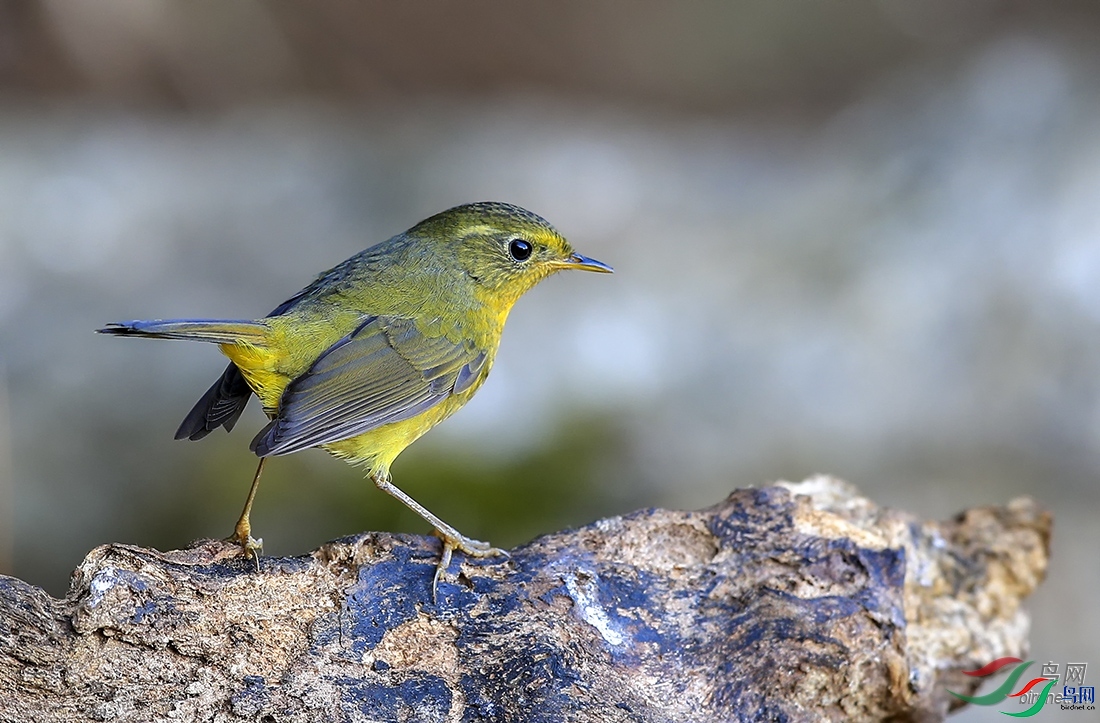 ����  ��ʦ����������ʡ��ɽ��.jpg