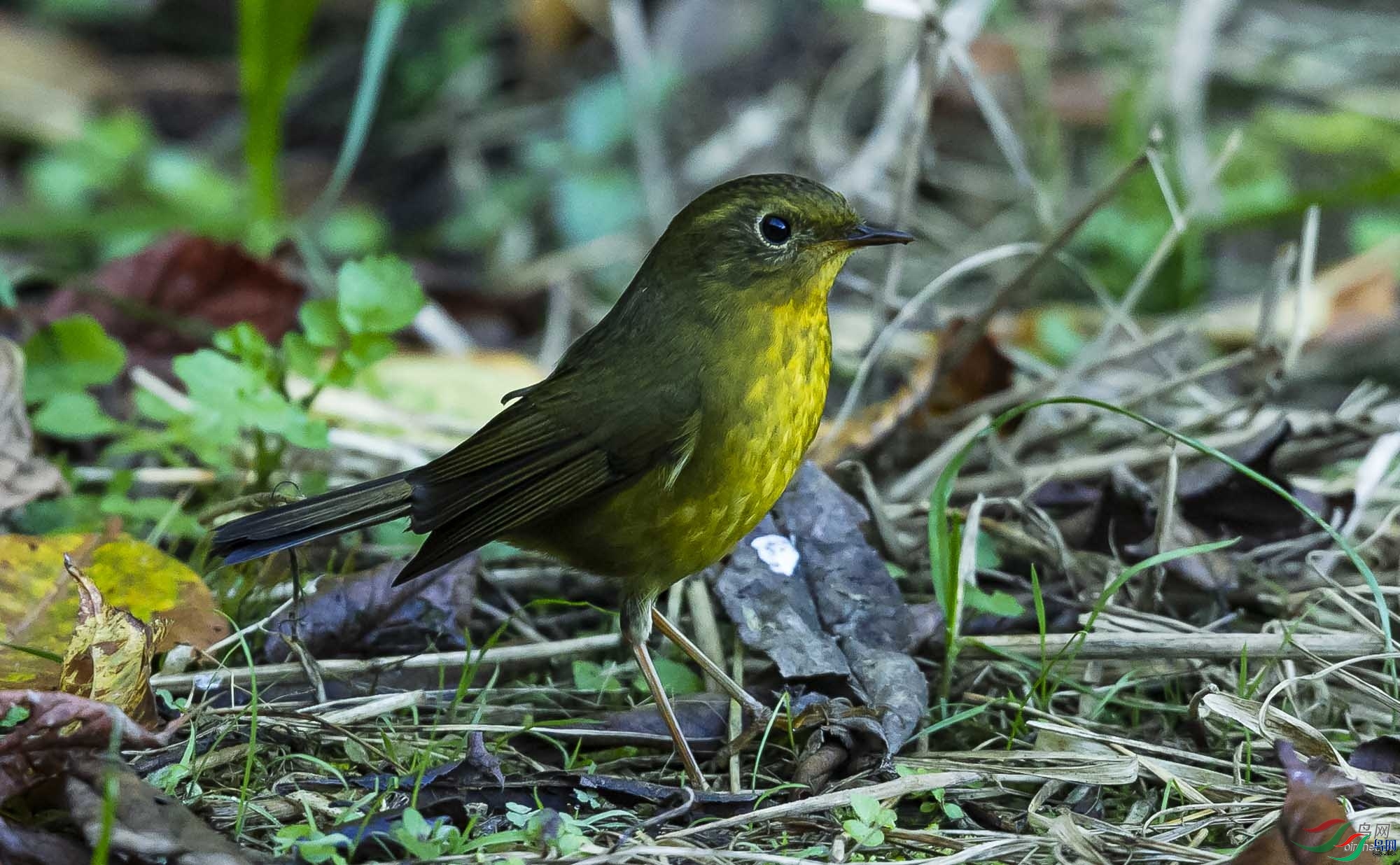 �����ӽ�  ��ʦ����������ʡ��ɽ��.jpg