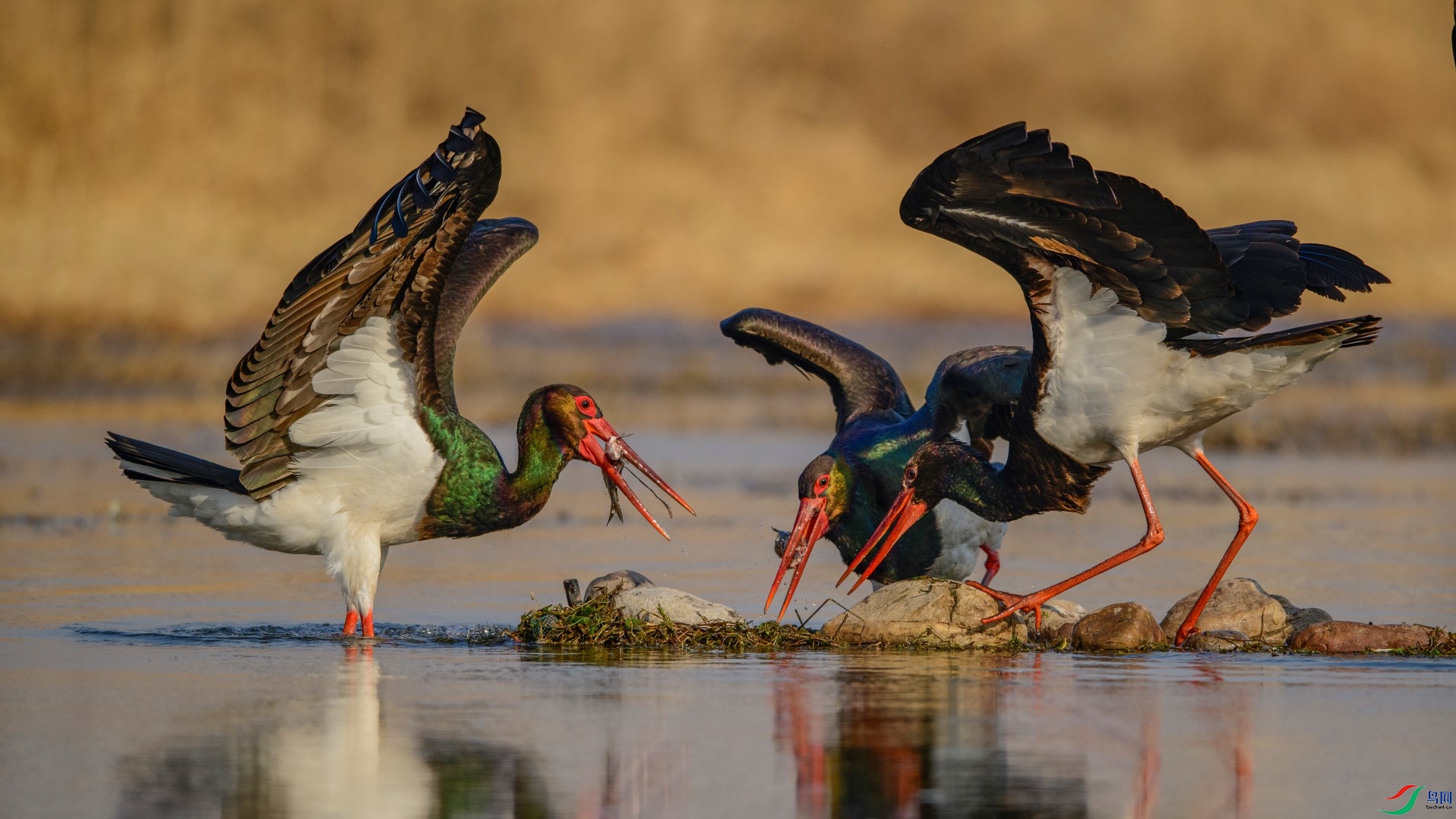 NNN_0547 ����.jpg