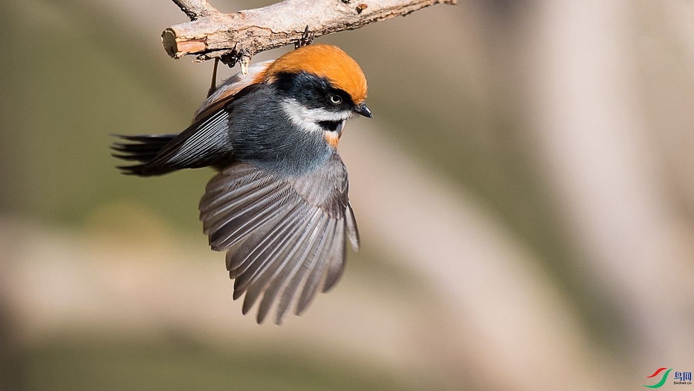 DSC_1608 - ����.jpg