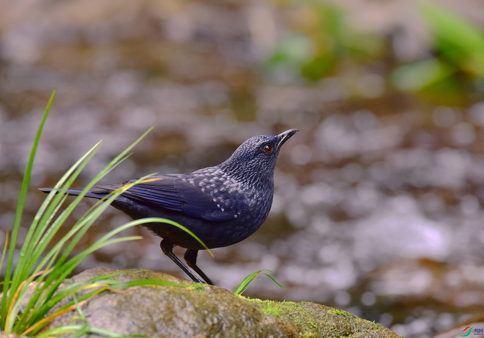 D8I_0547.jpg