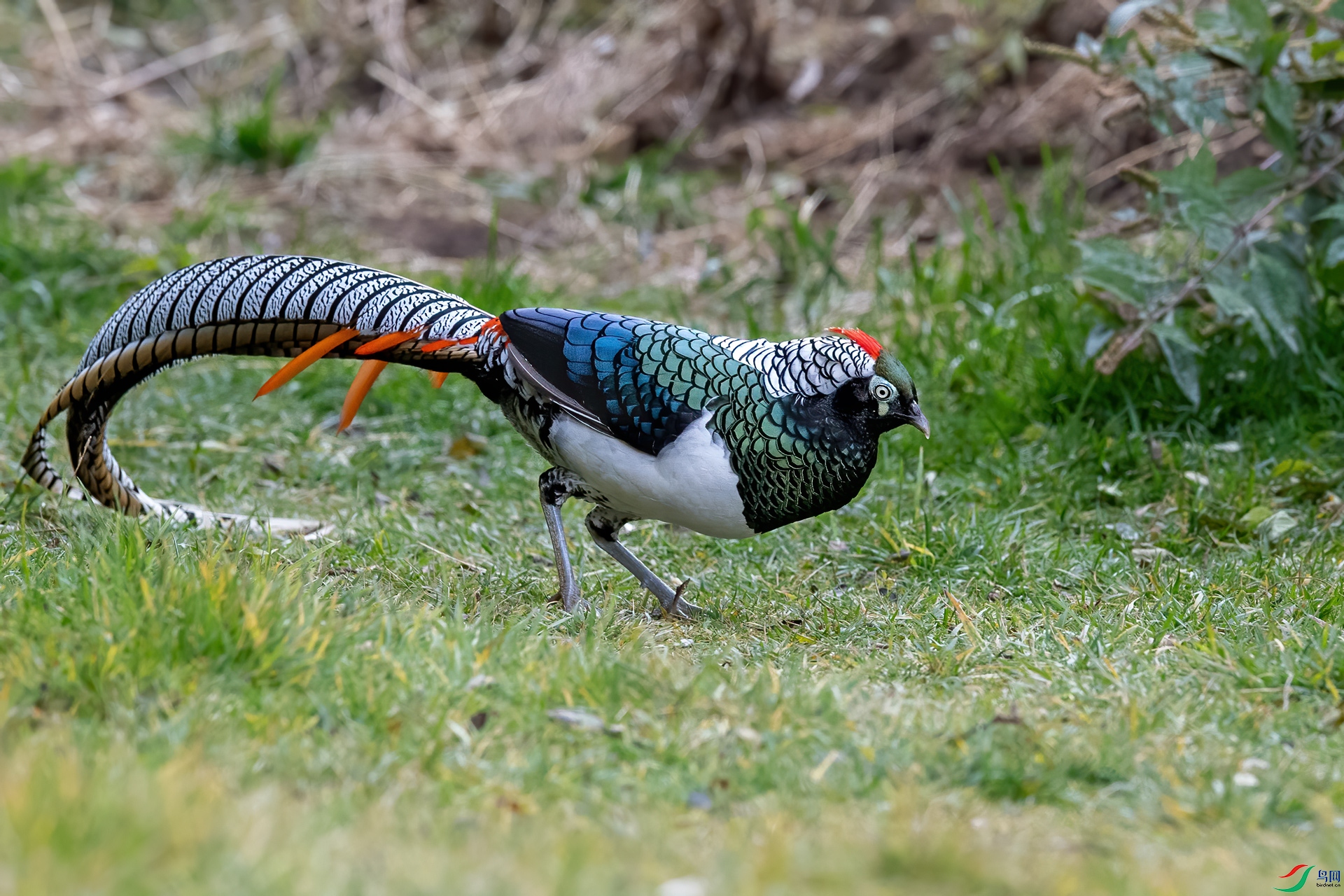 _DSC2229-1.jpg