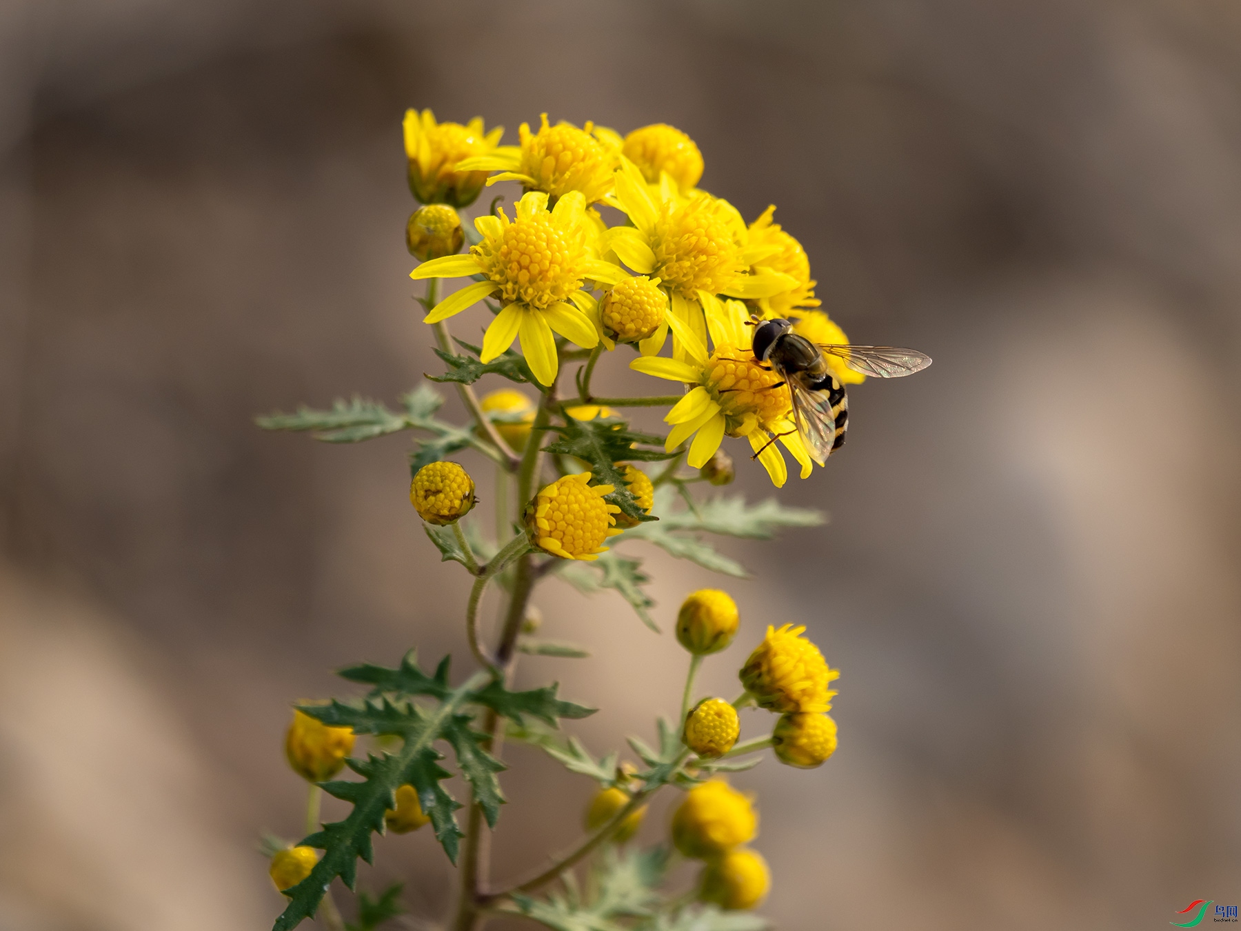 �����Ұ�ջ�