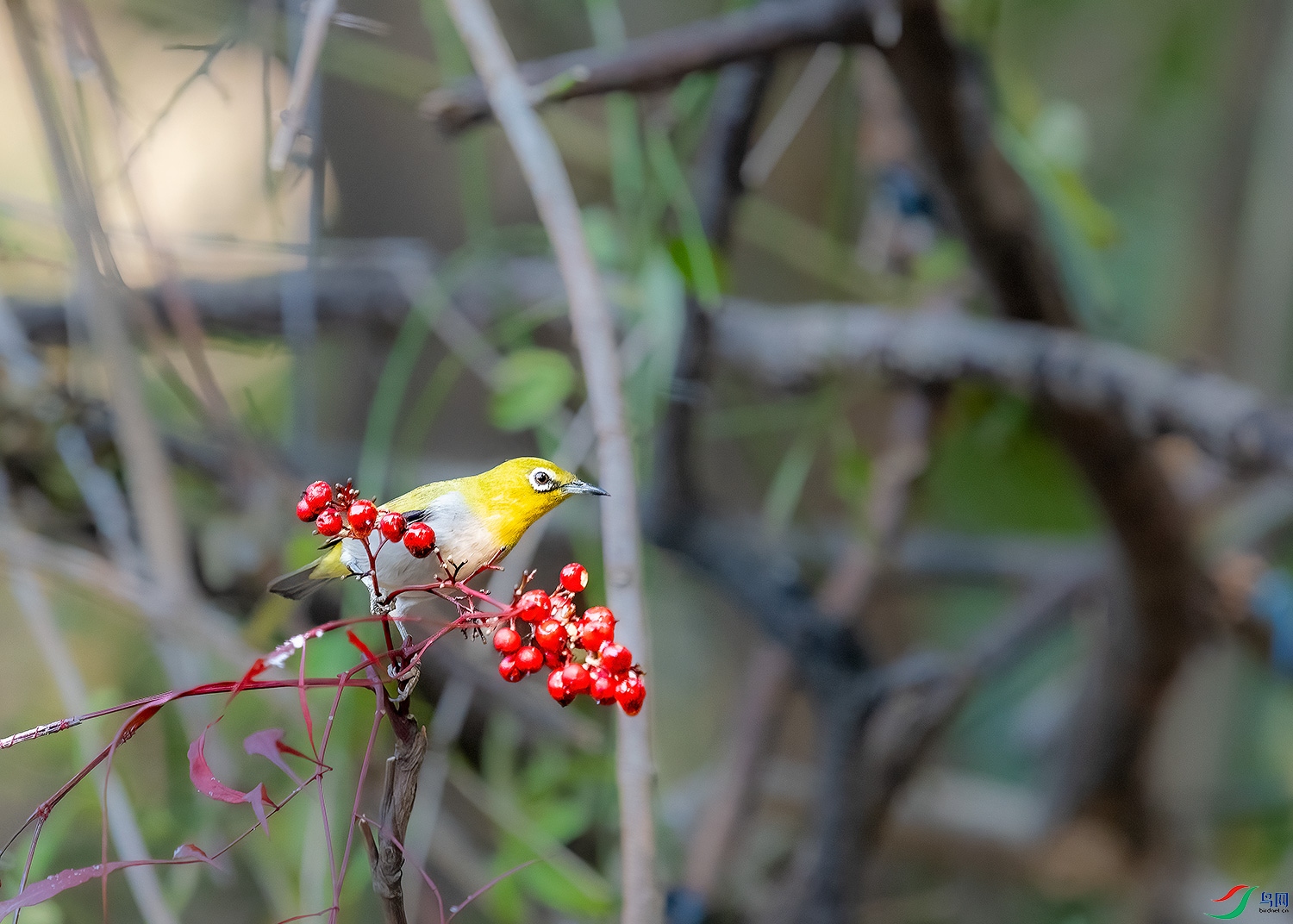 DSC_8243-2.jpg