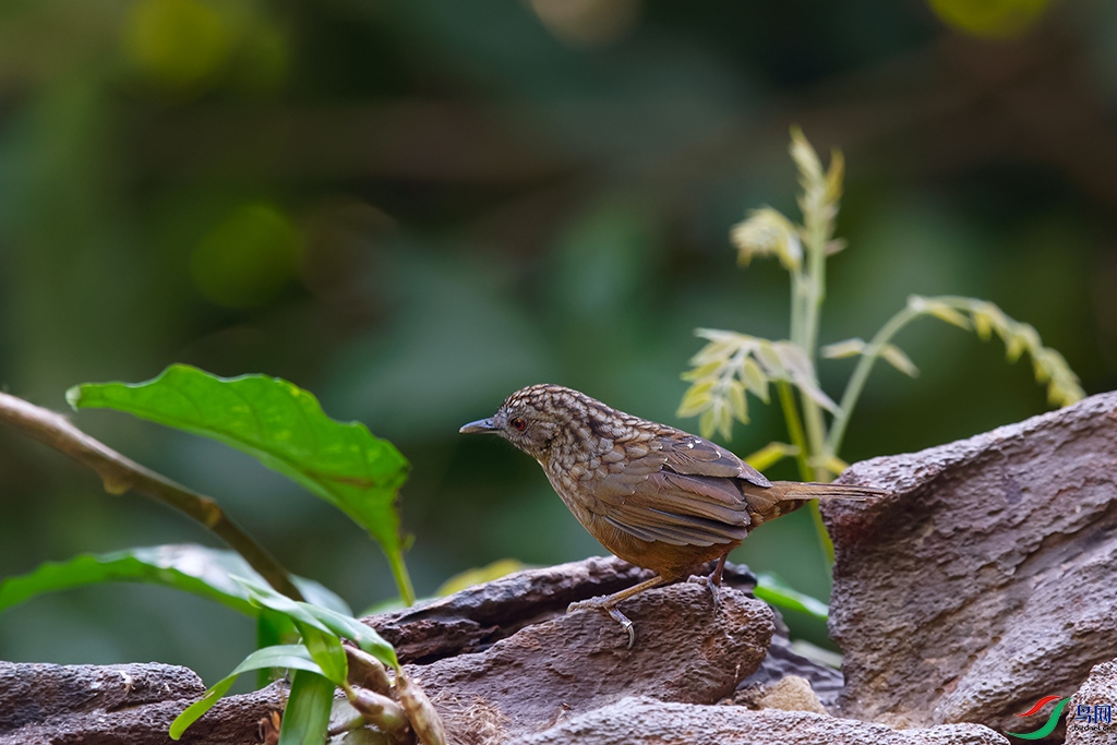 5DSC_6354_DxOa.jpg