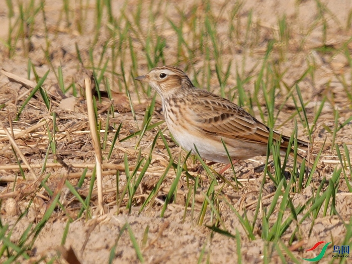 P7810097 - ����.JPG