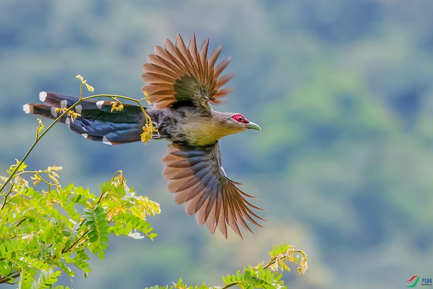 绿嘴地鹃祝贺荣获首页鸟类精华
