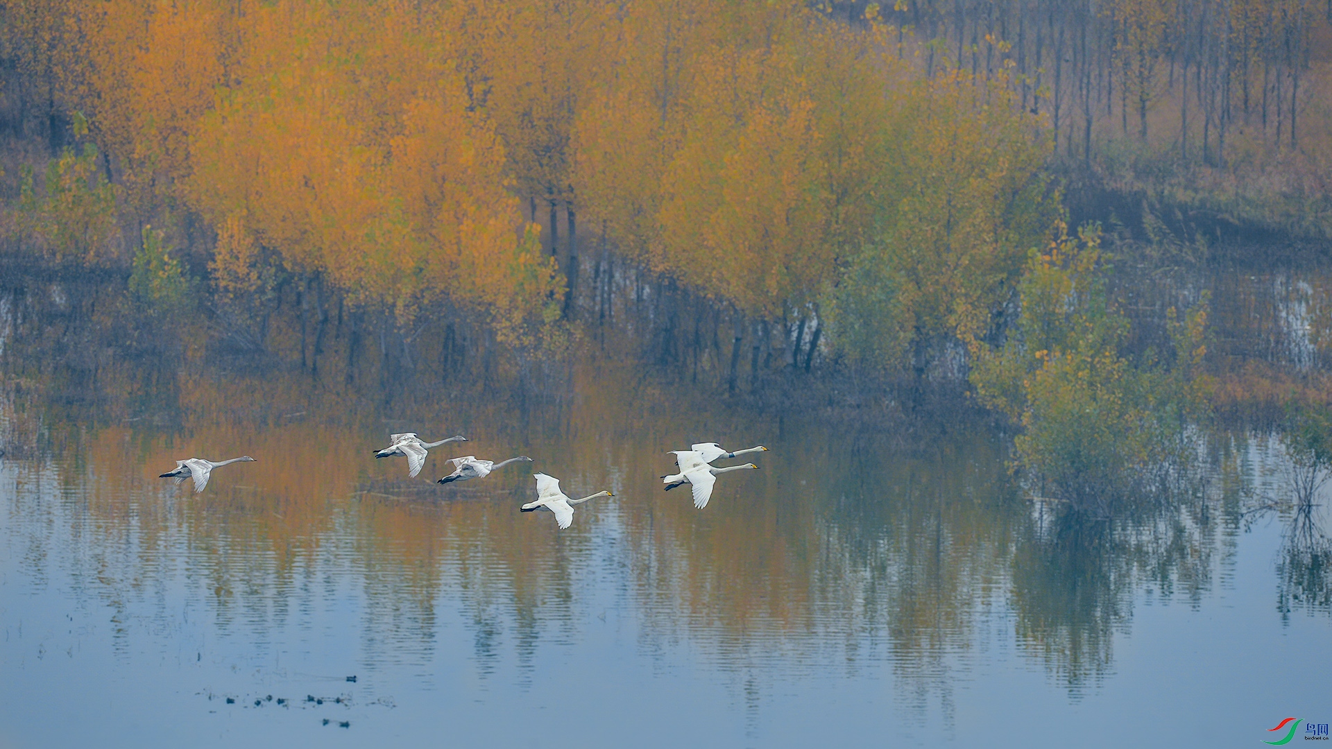 DSC_6231-1.jpg