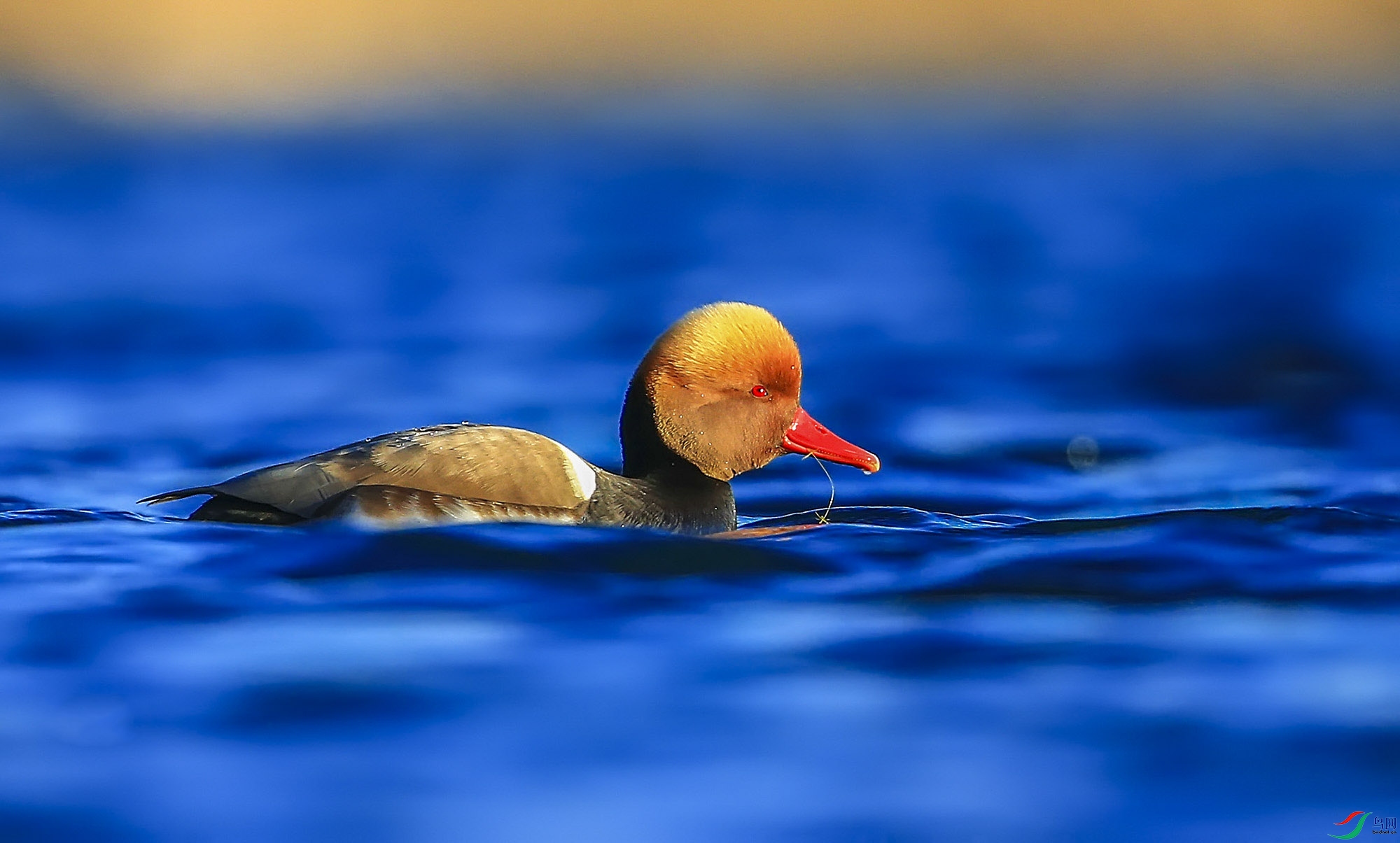 ������� (5)-.jpg