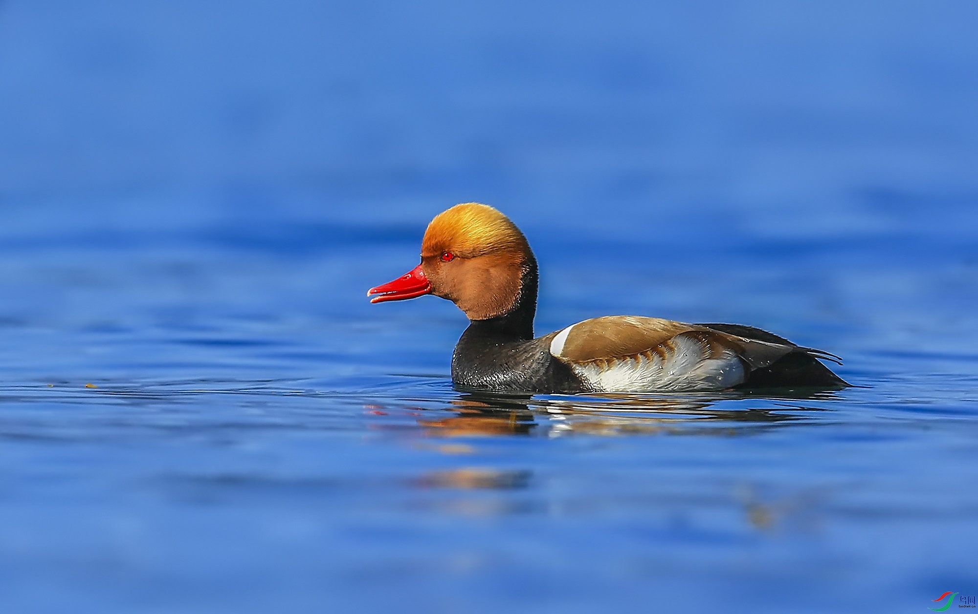 ����Ѽ (17)-.jpg