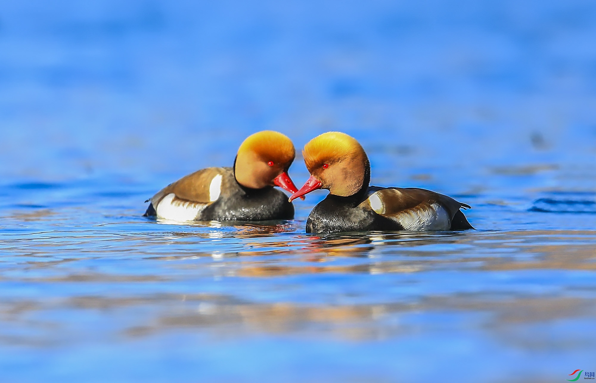 ����Ѽ (12)-.jpg