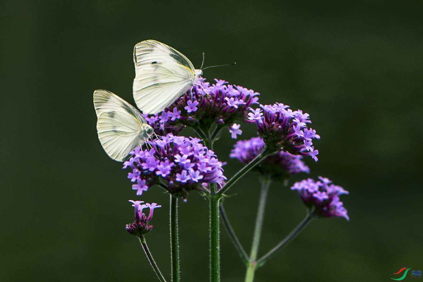 DSC_2366.jpg