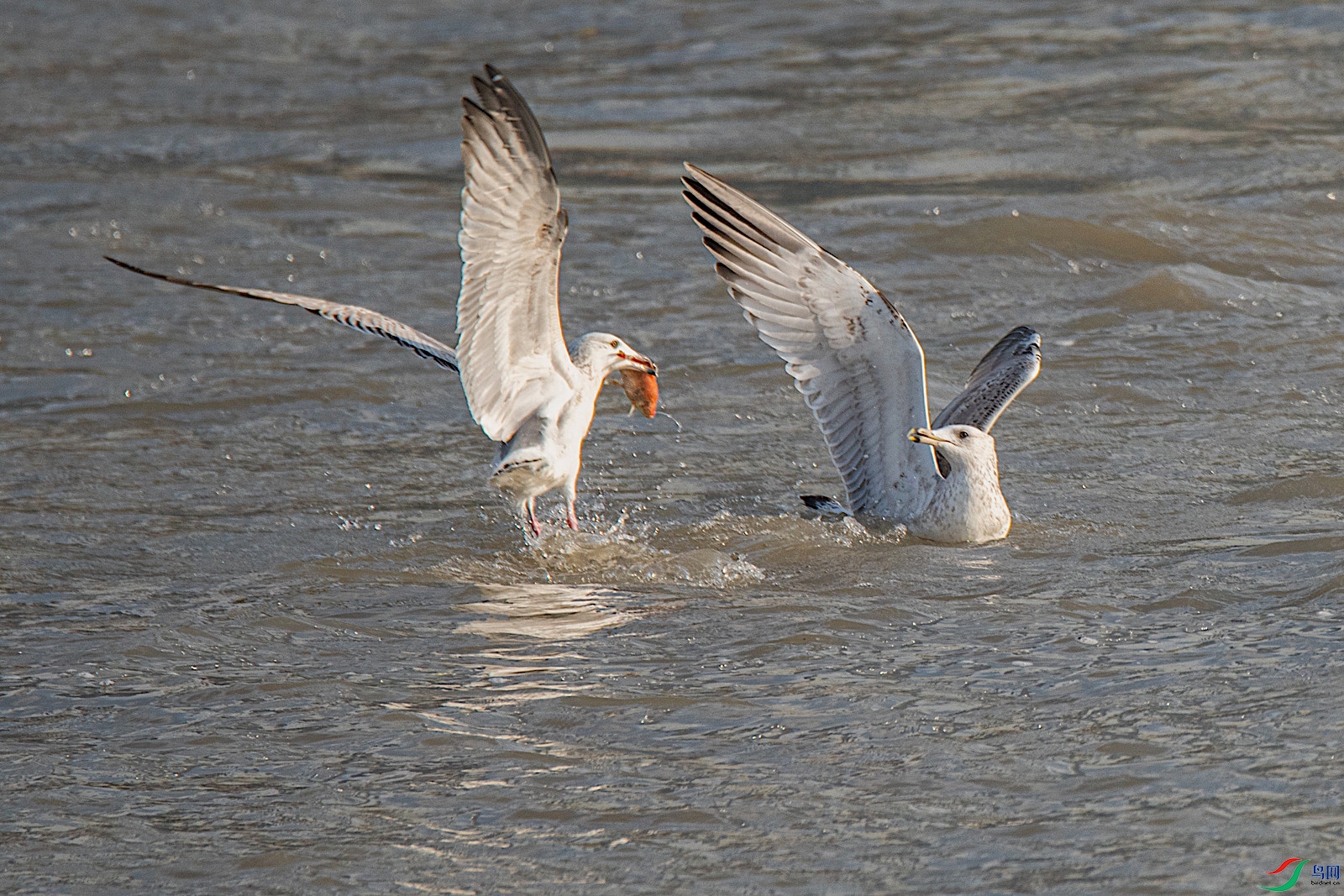 DSC_0969.jpg