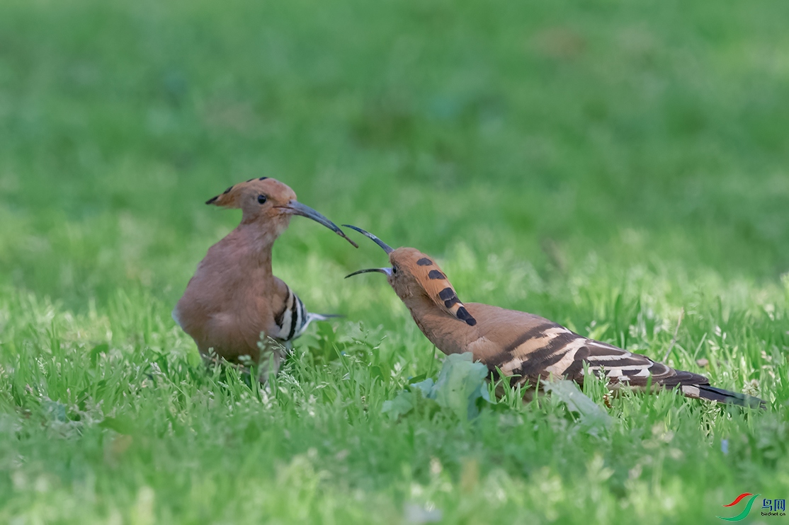 1DSC_0898_DxOa.jpg