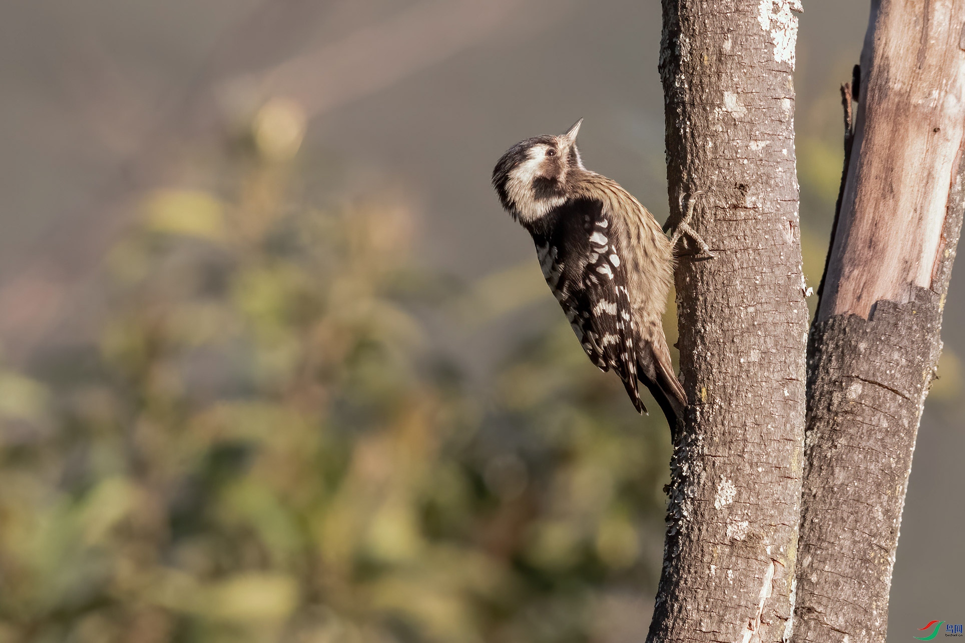 DSC_8980-1.jpg