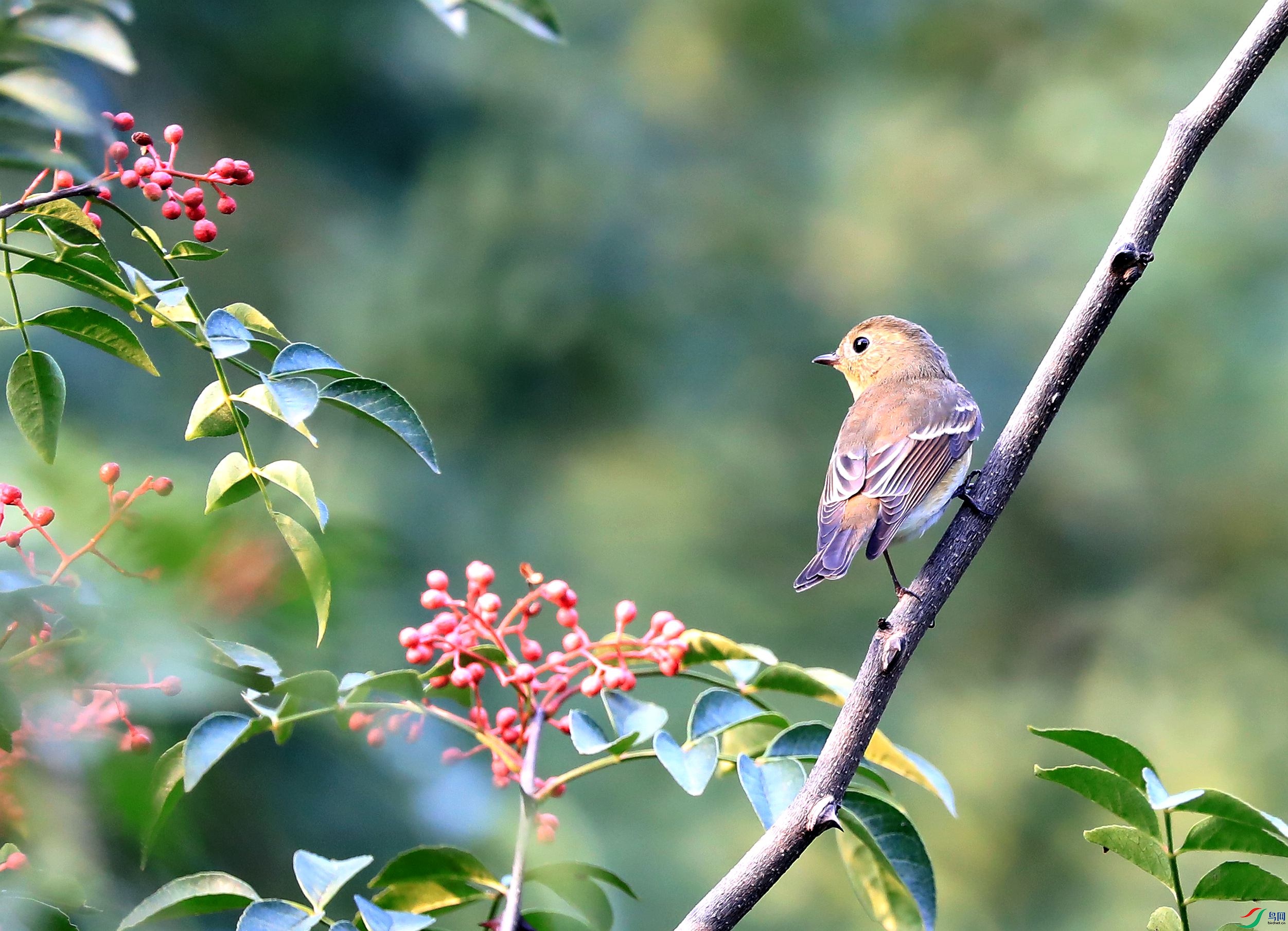花椒树上的一只小小鸟