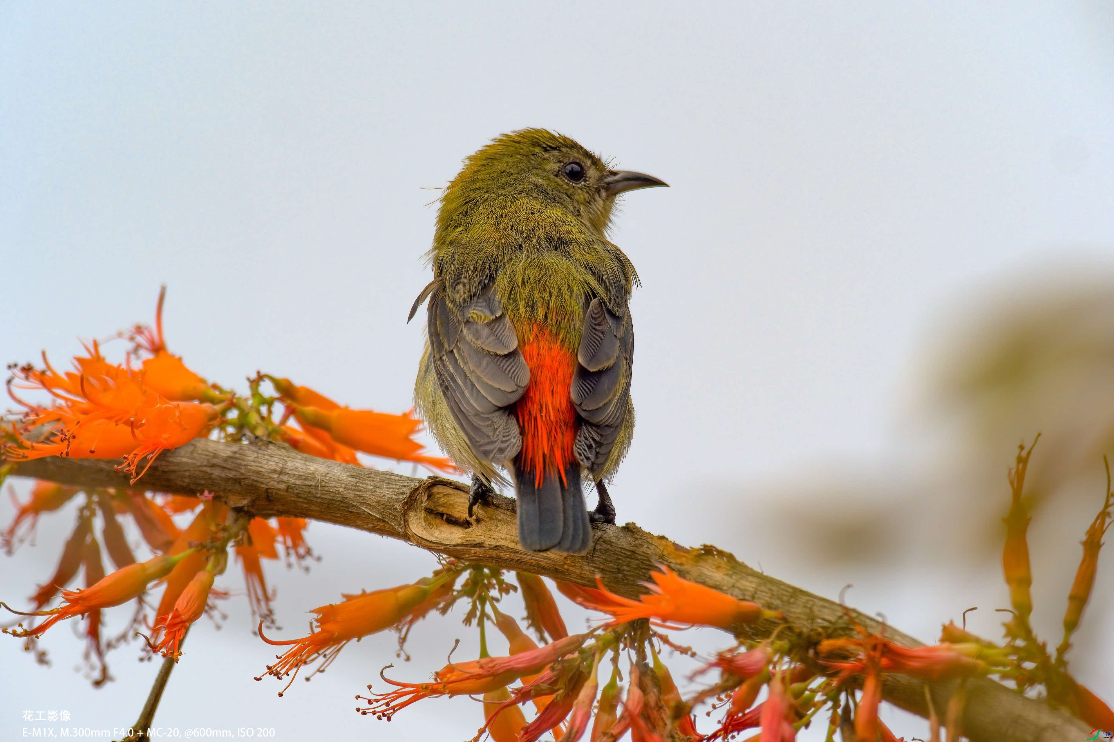 P3140503-clear.jpg
