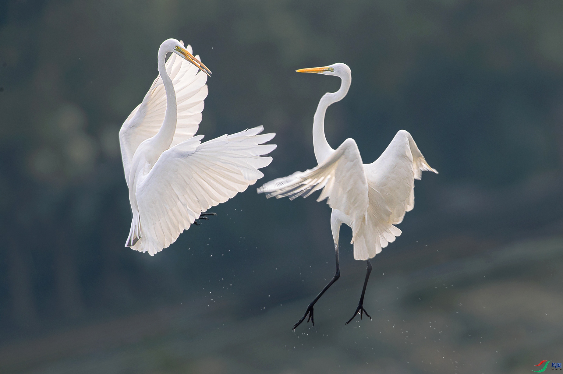 A99I6223-1a.jpg