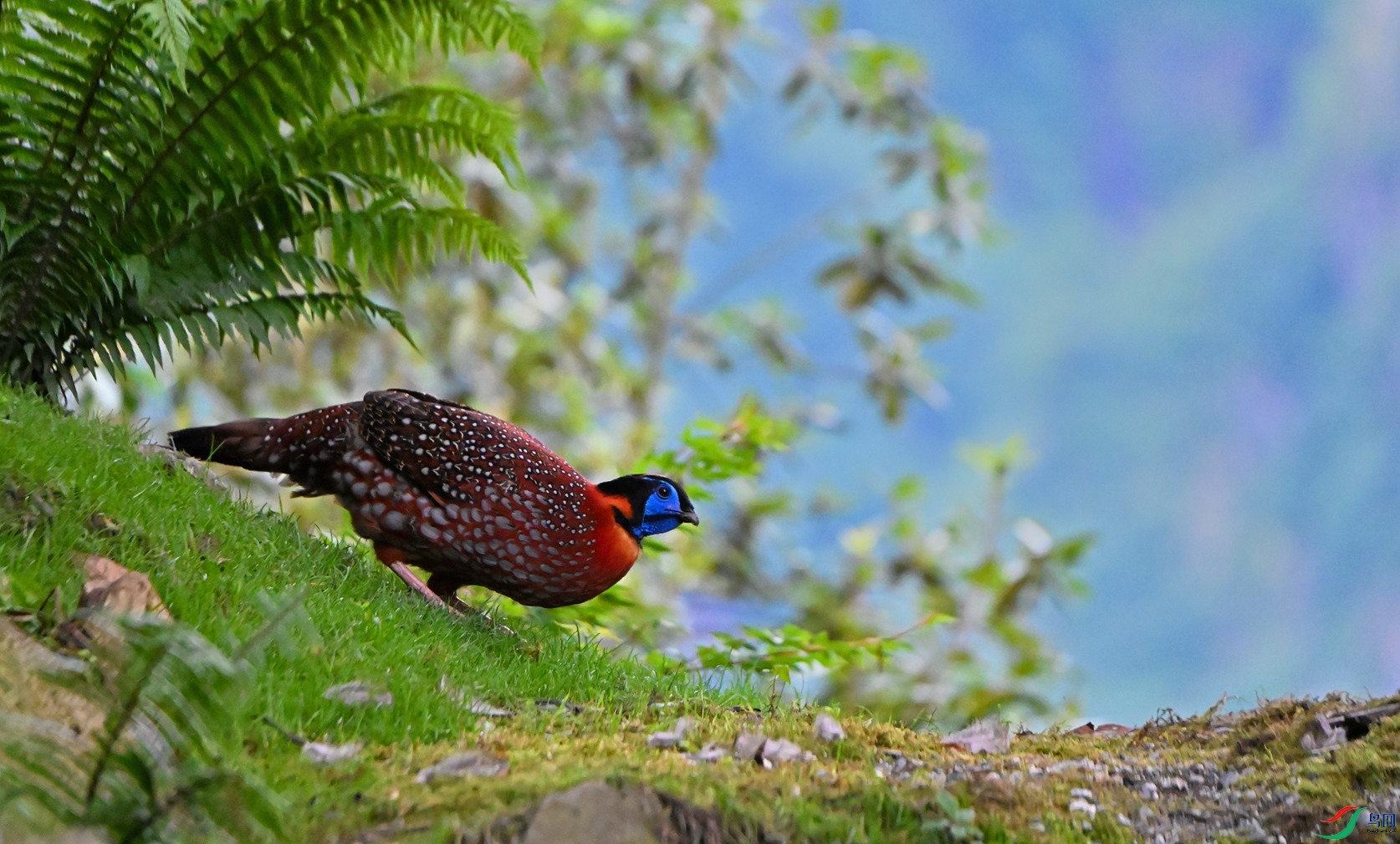 DSC_6518_����.jpg
